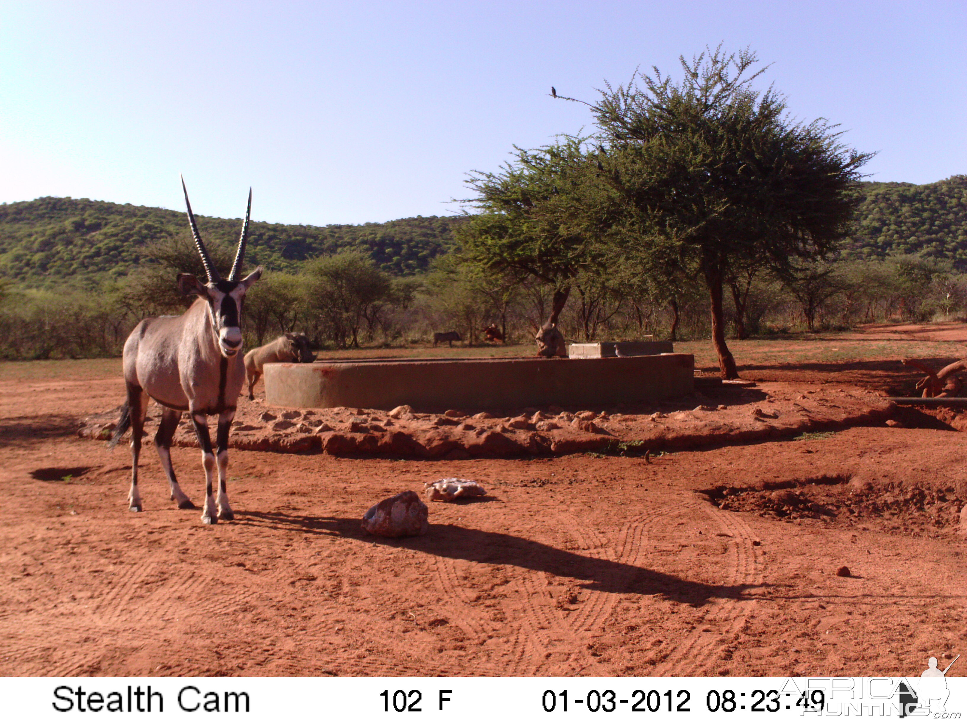 Trail Camera Namibia