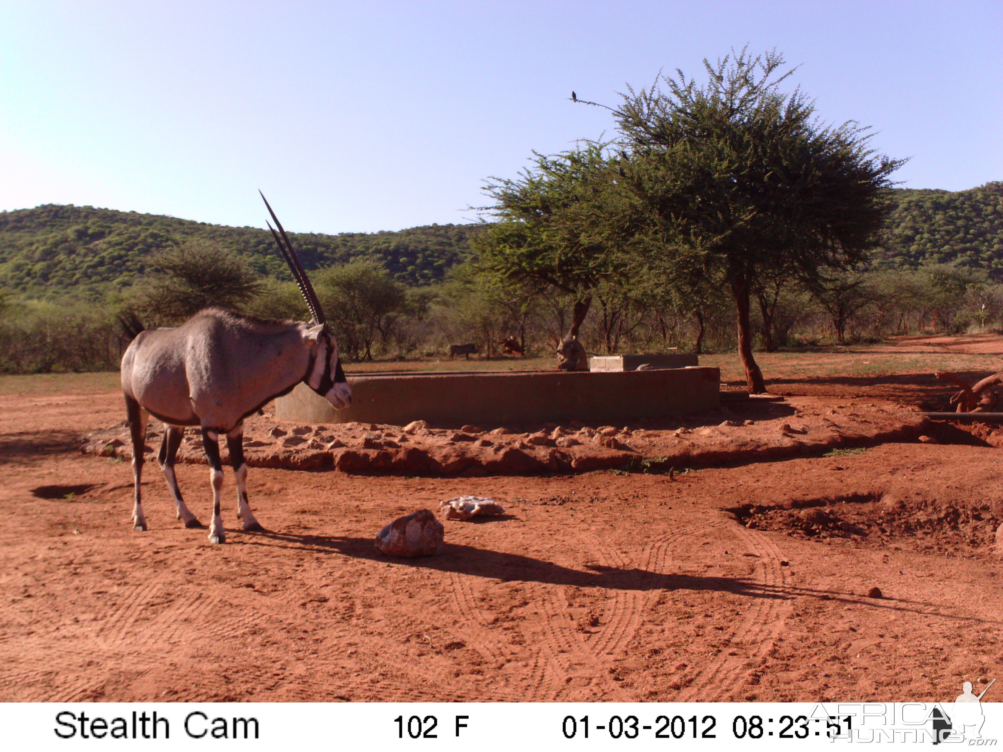 Trail Camera Namibia