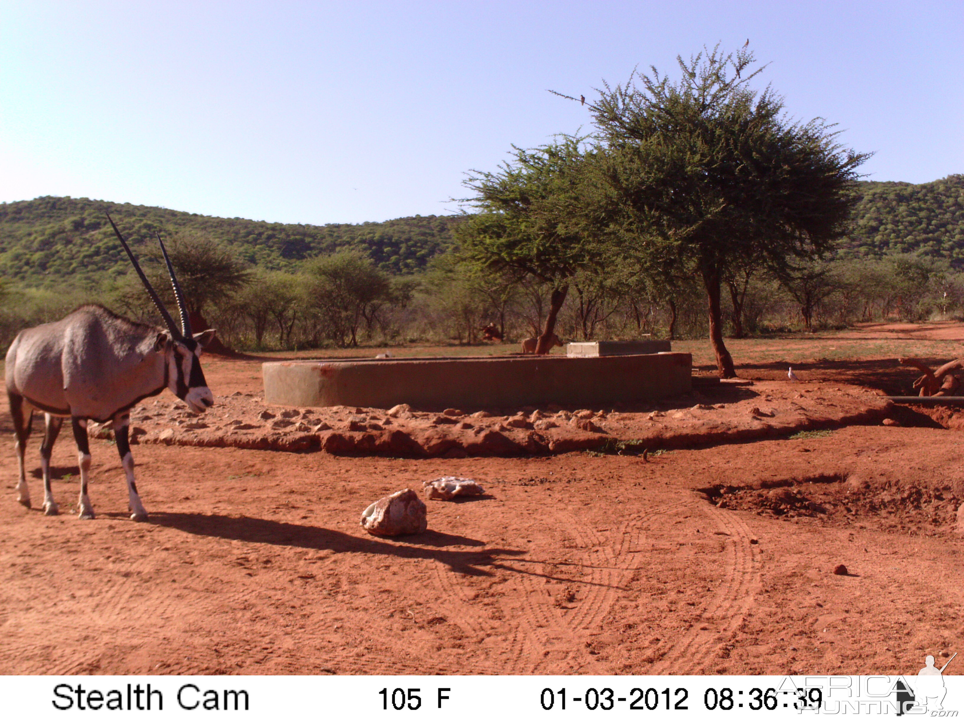 Trail Camera Namibia