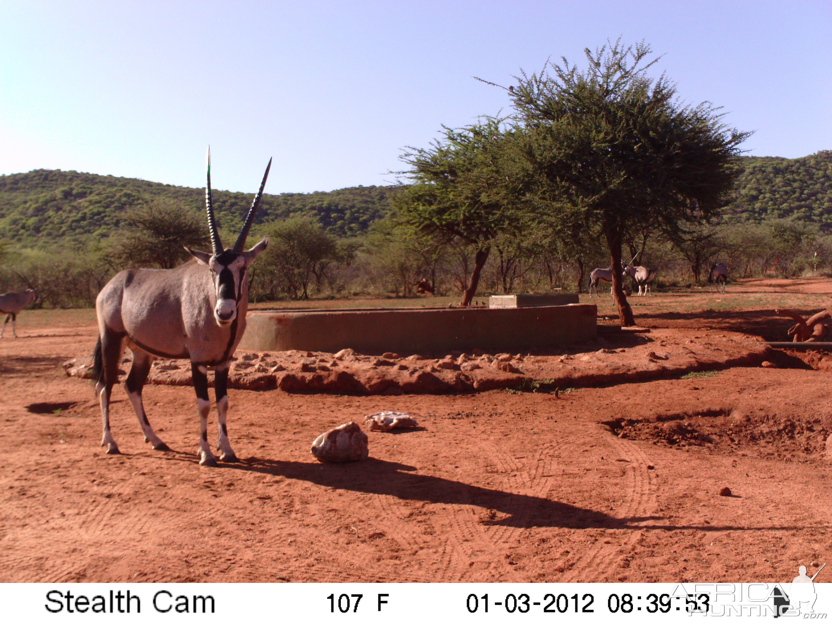 Trail Camera Namibia