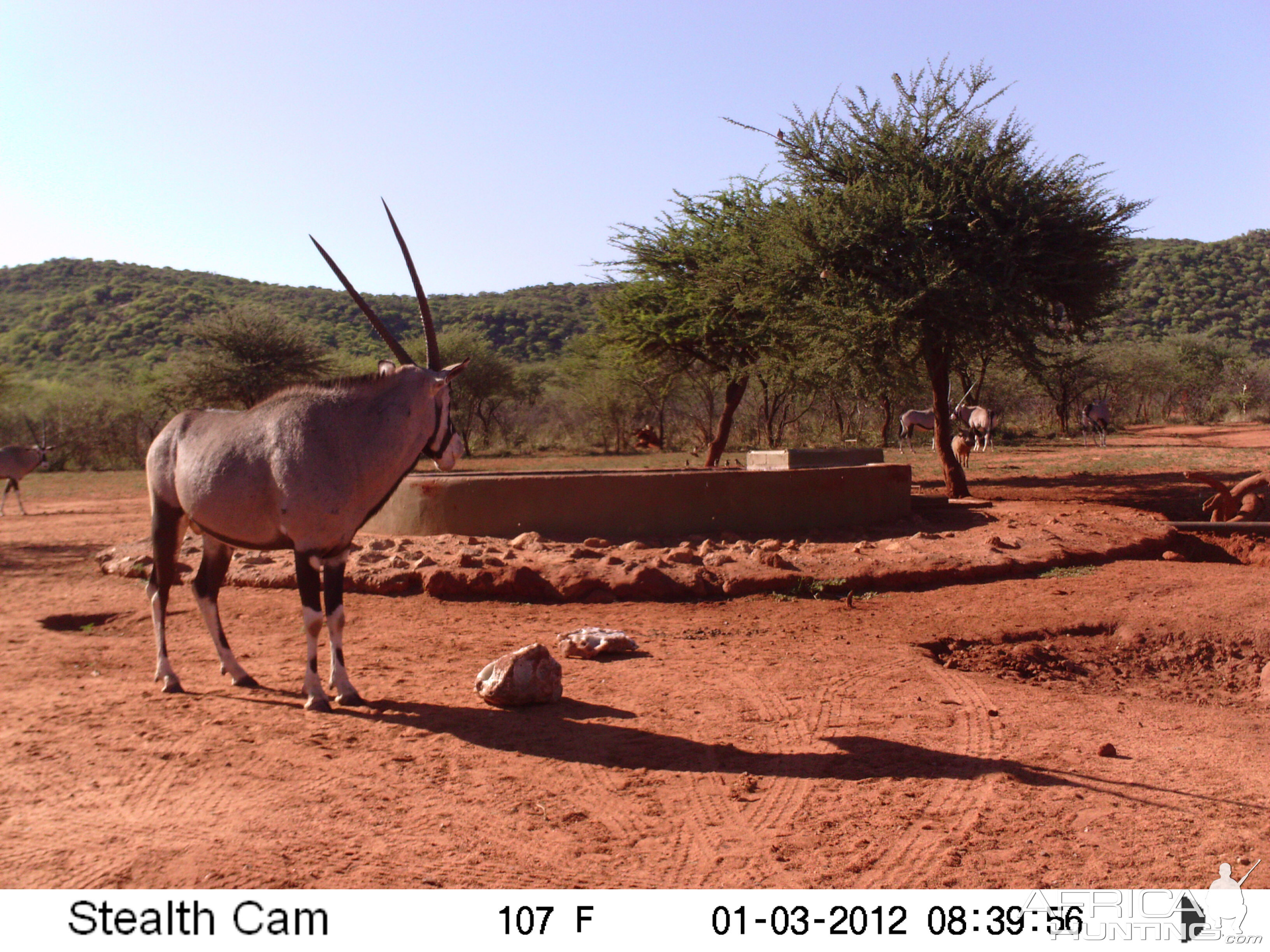 Trail Camera Namibia