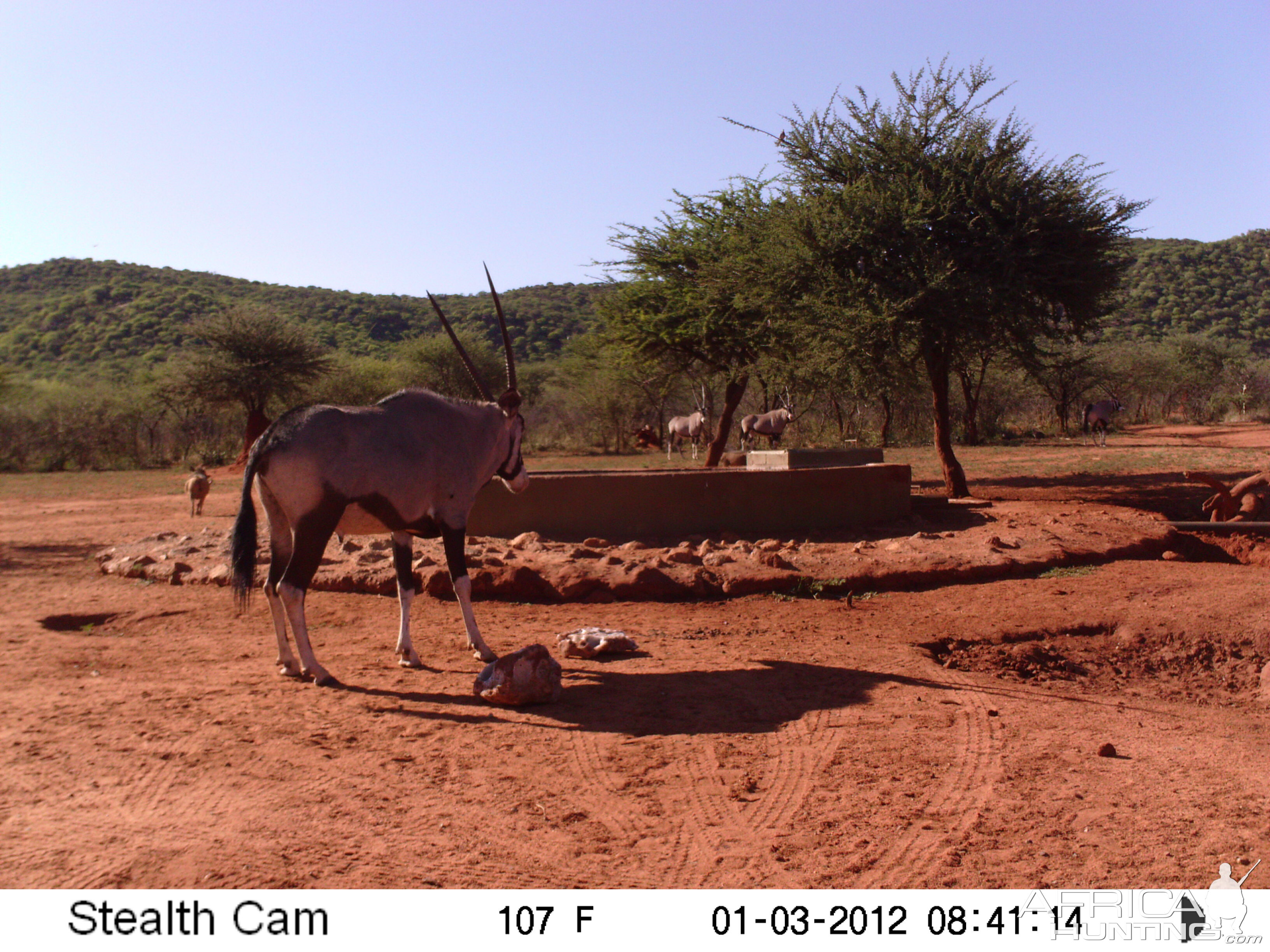 Trail Camera Namibia