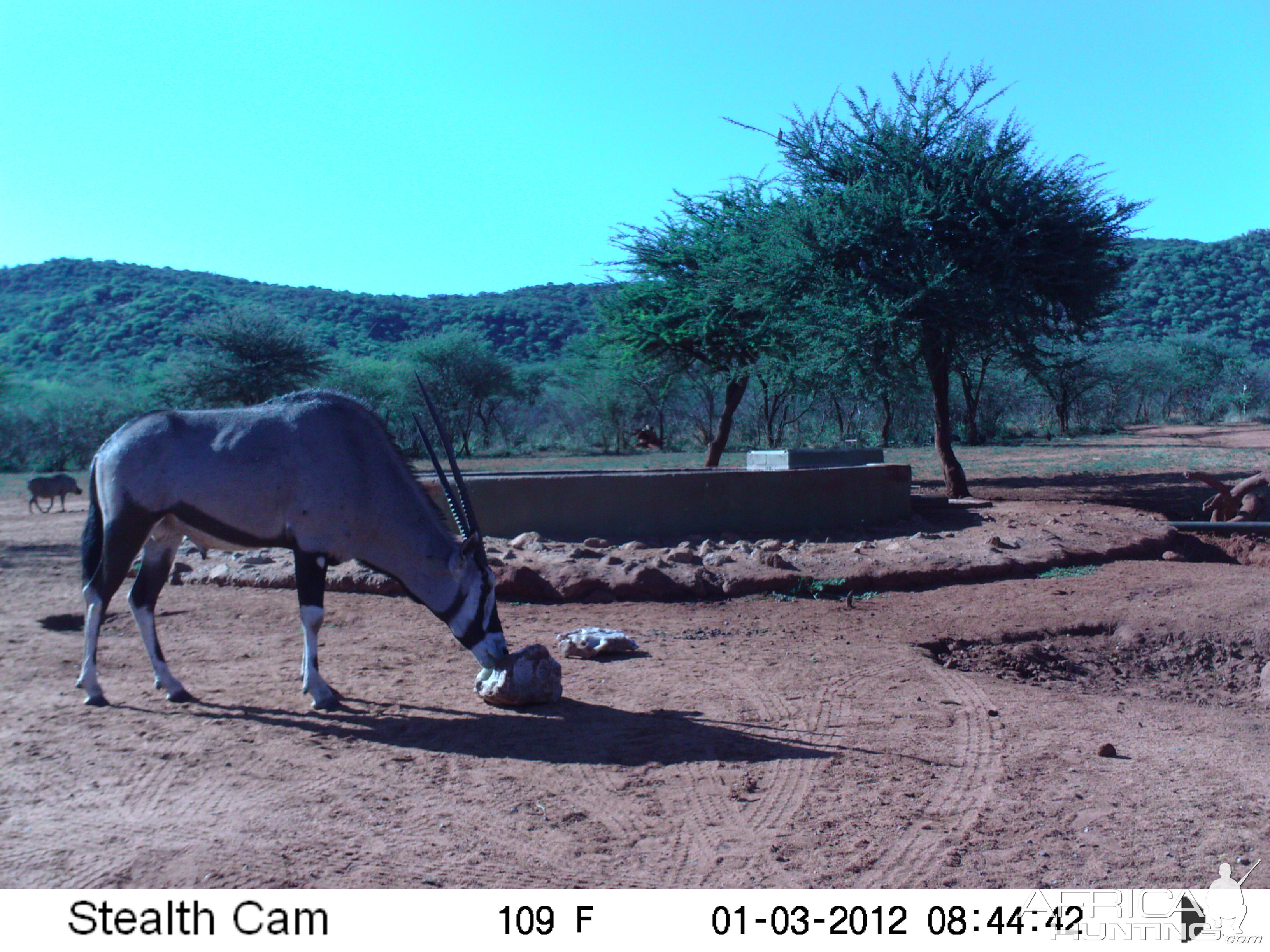 Trail Camera Namibia