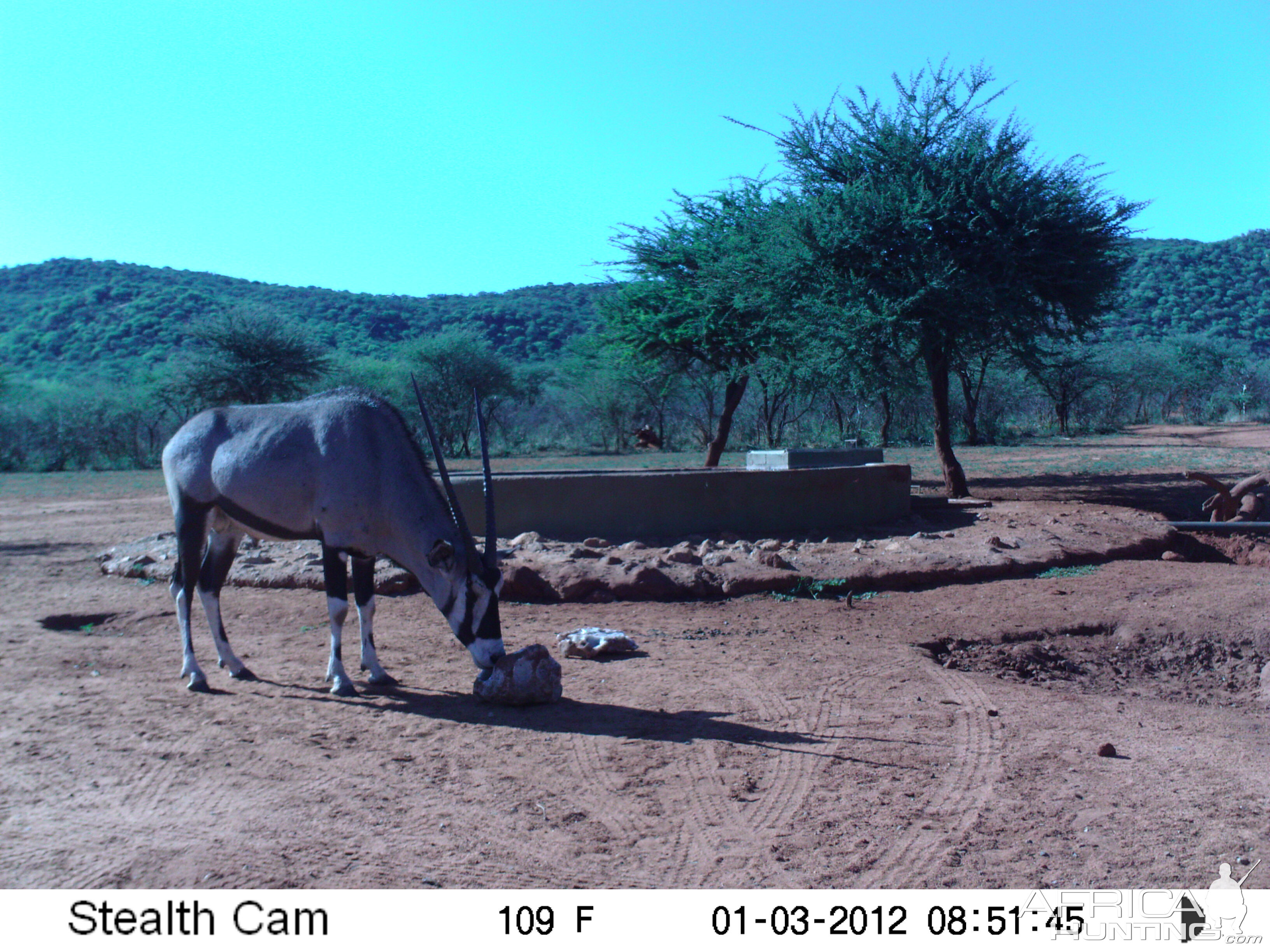 Trail Camera Namibia