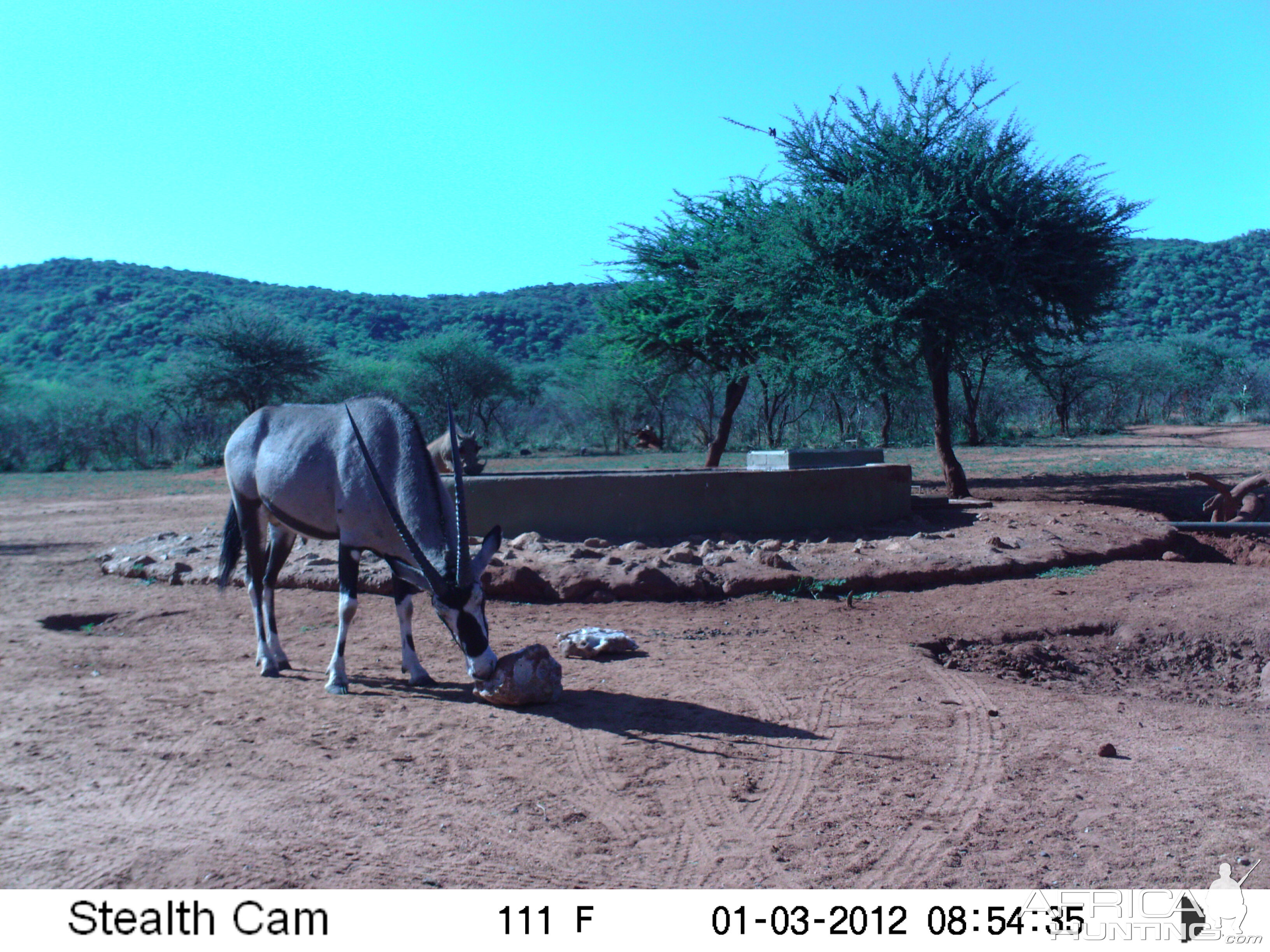 Trail Camera Namibia