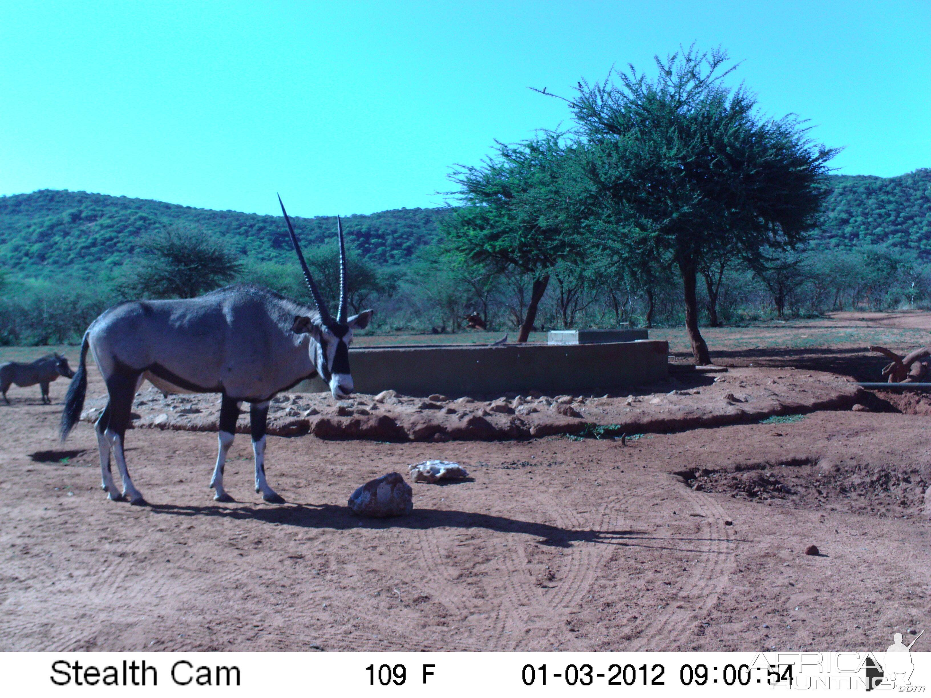 Trail Camera Namibia