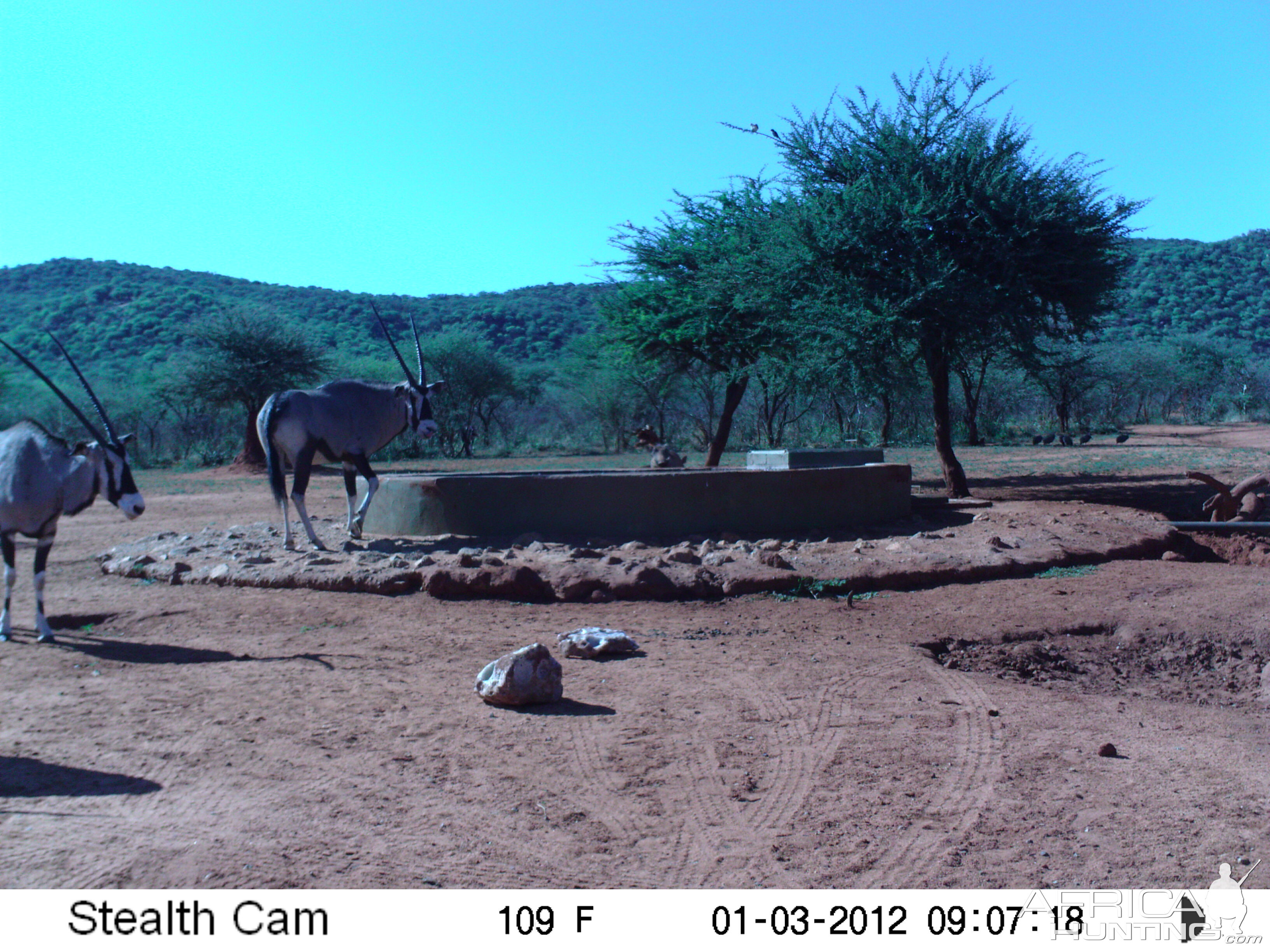 Trail Camera Namibia