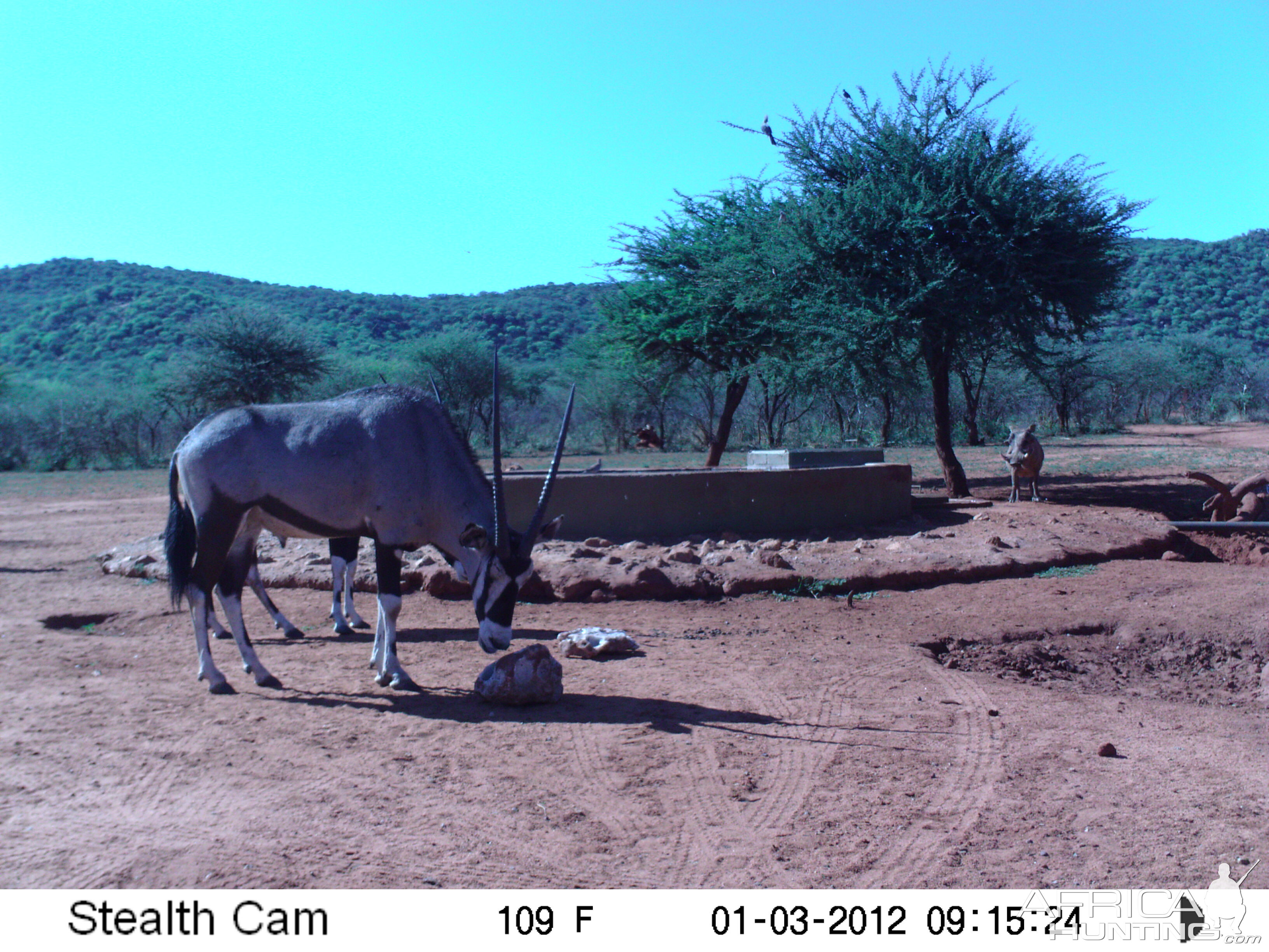 Trail Camera Namibia