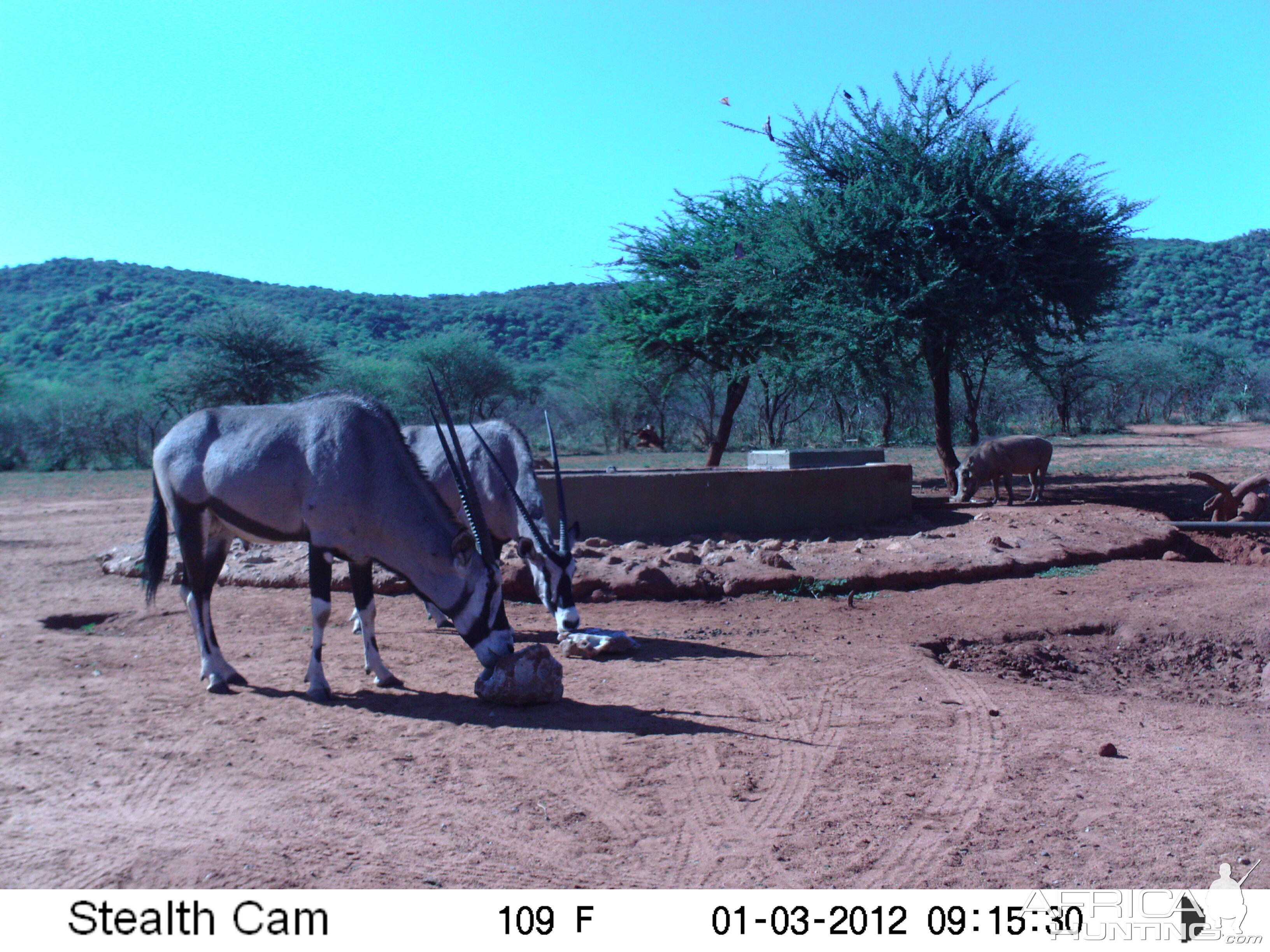 Trail Camera Namibia