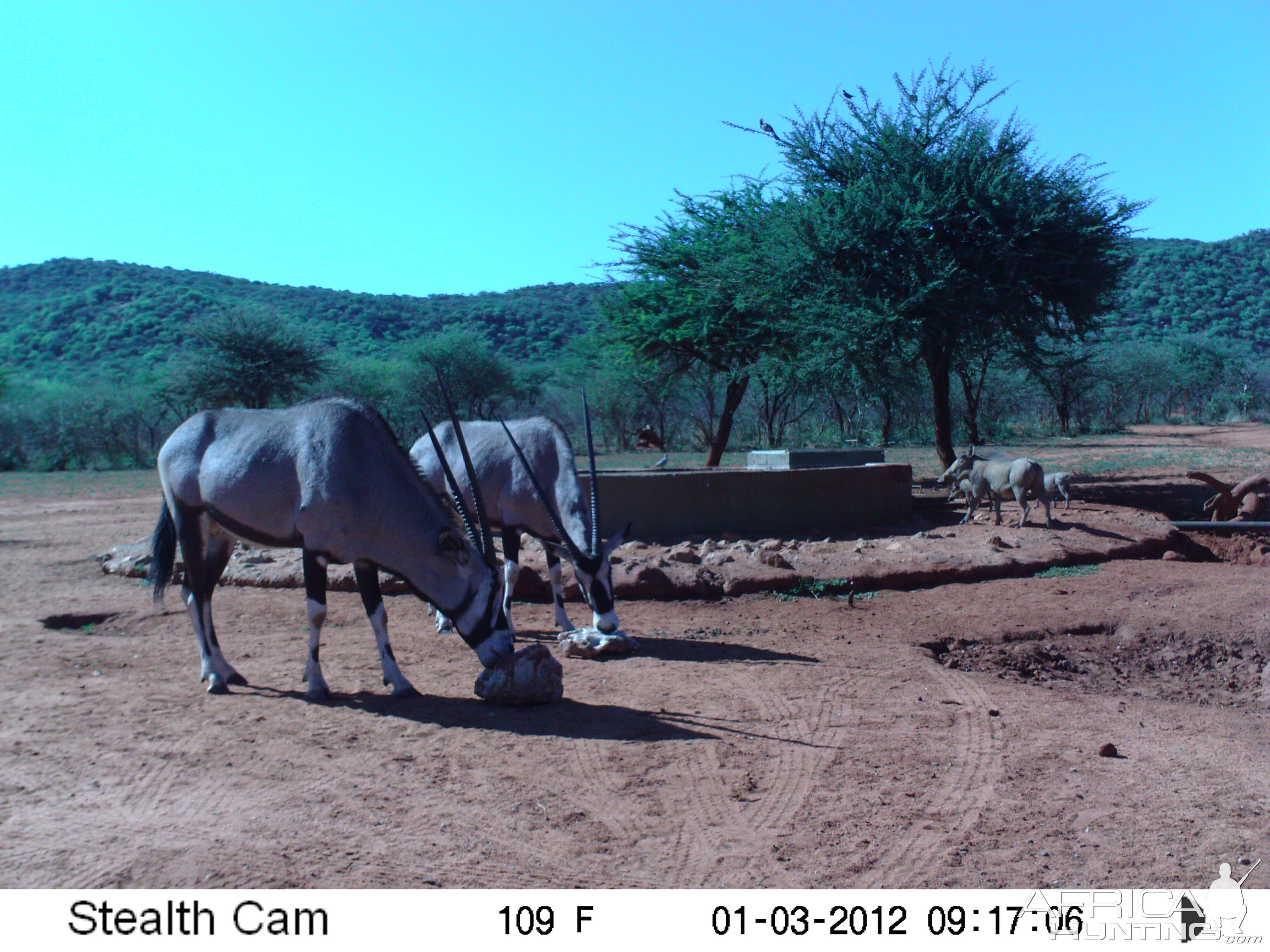 Trail Camera Namibia