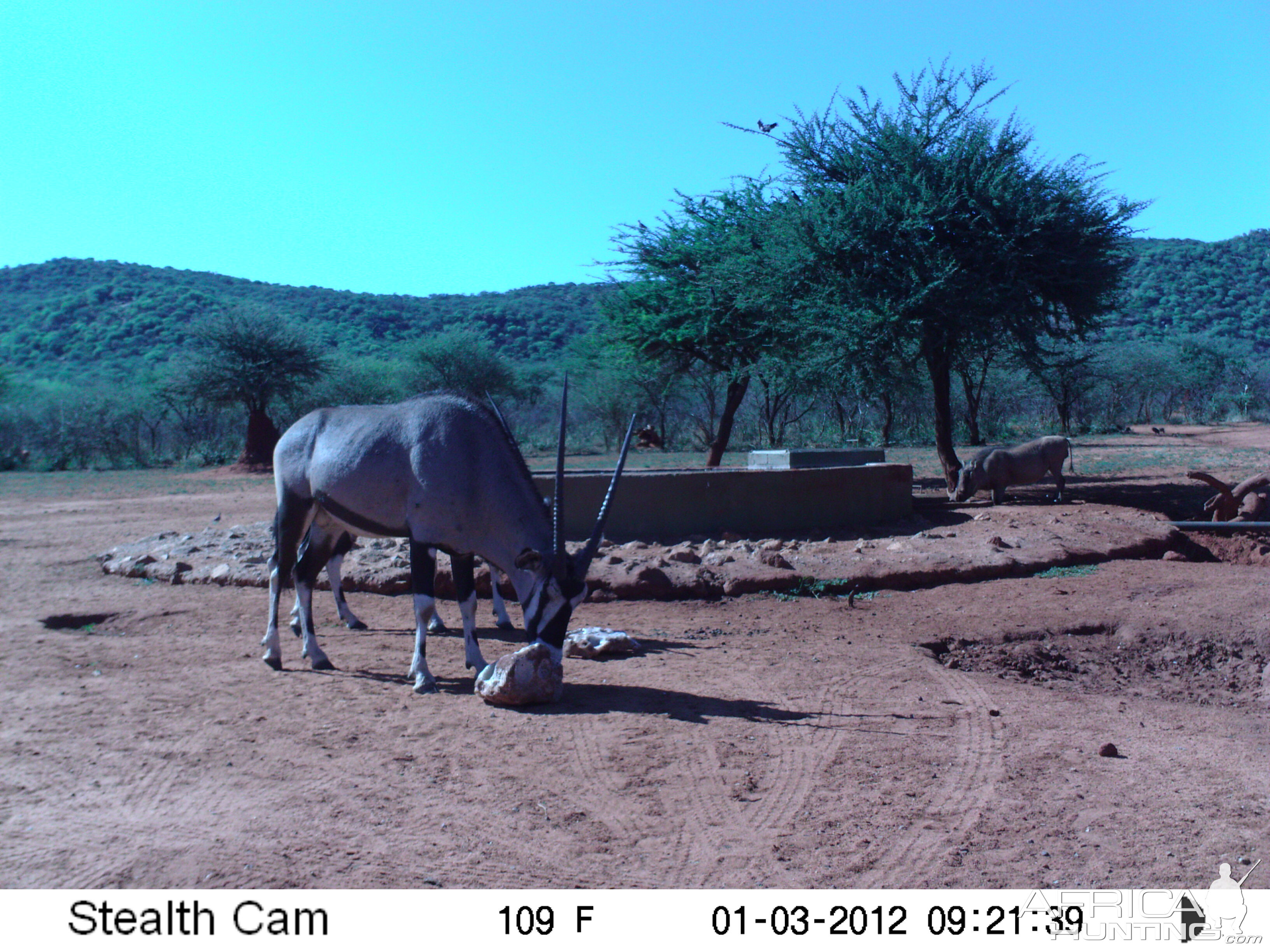 Trail Camera Namibia