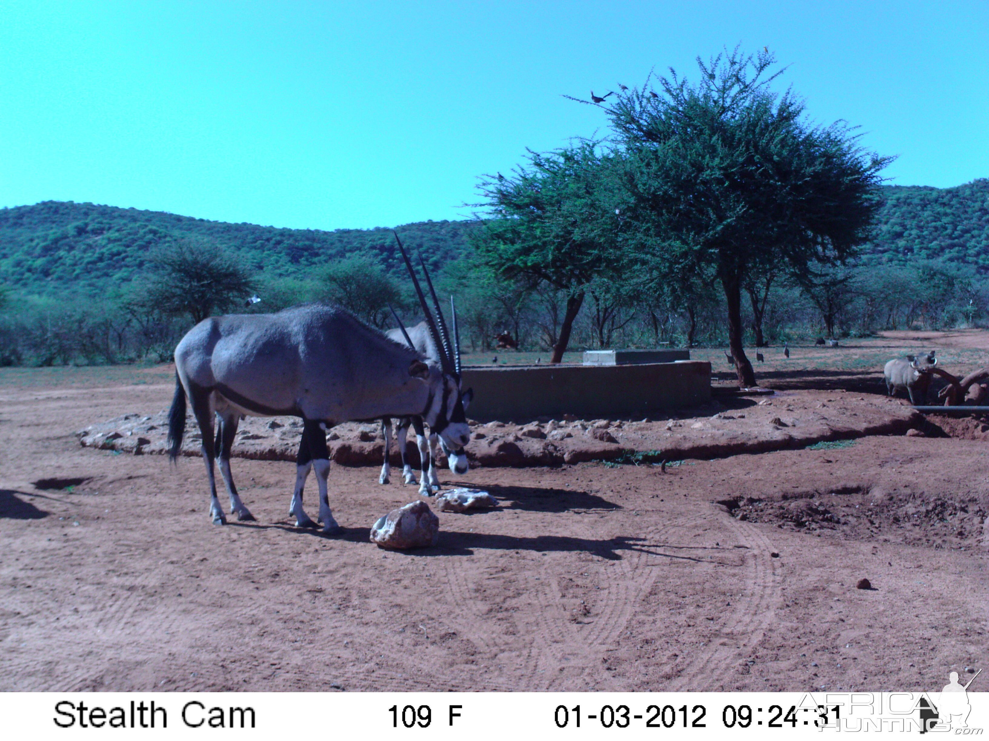 Trail Camera Namibia