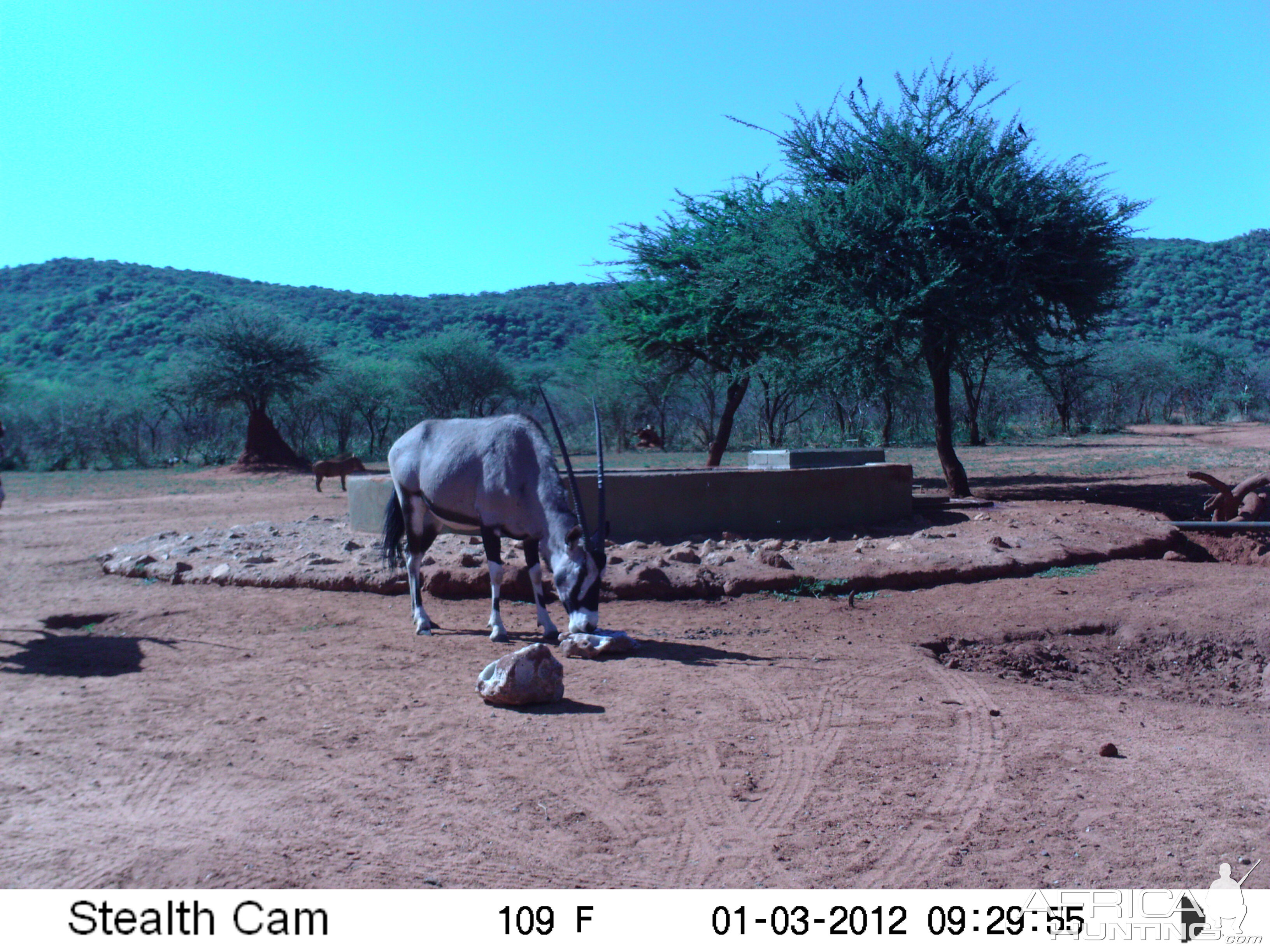 Trail Camera Namibia