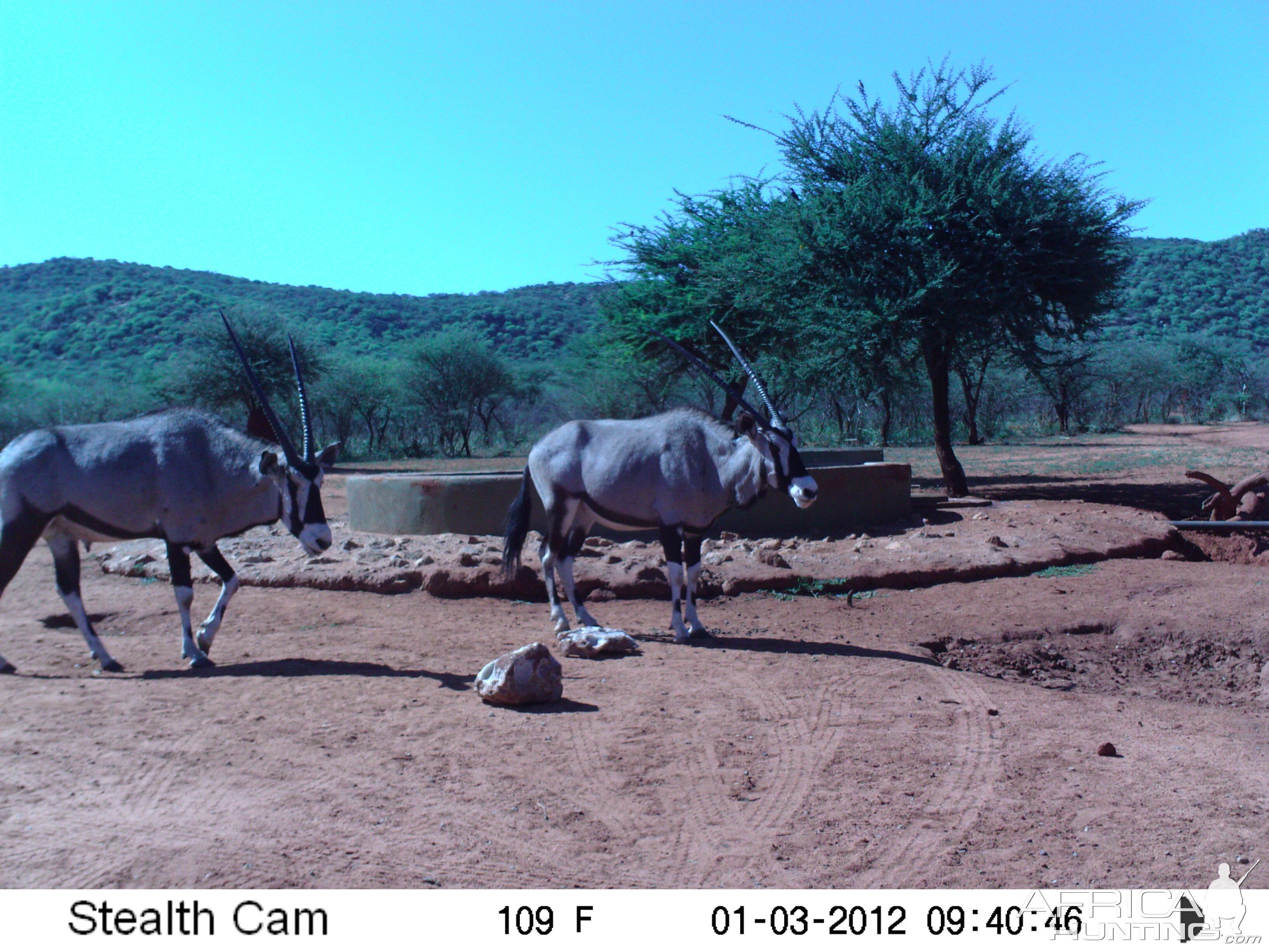 Trail Camera Namibia