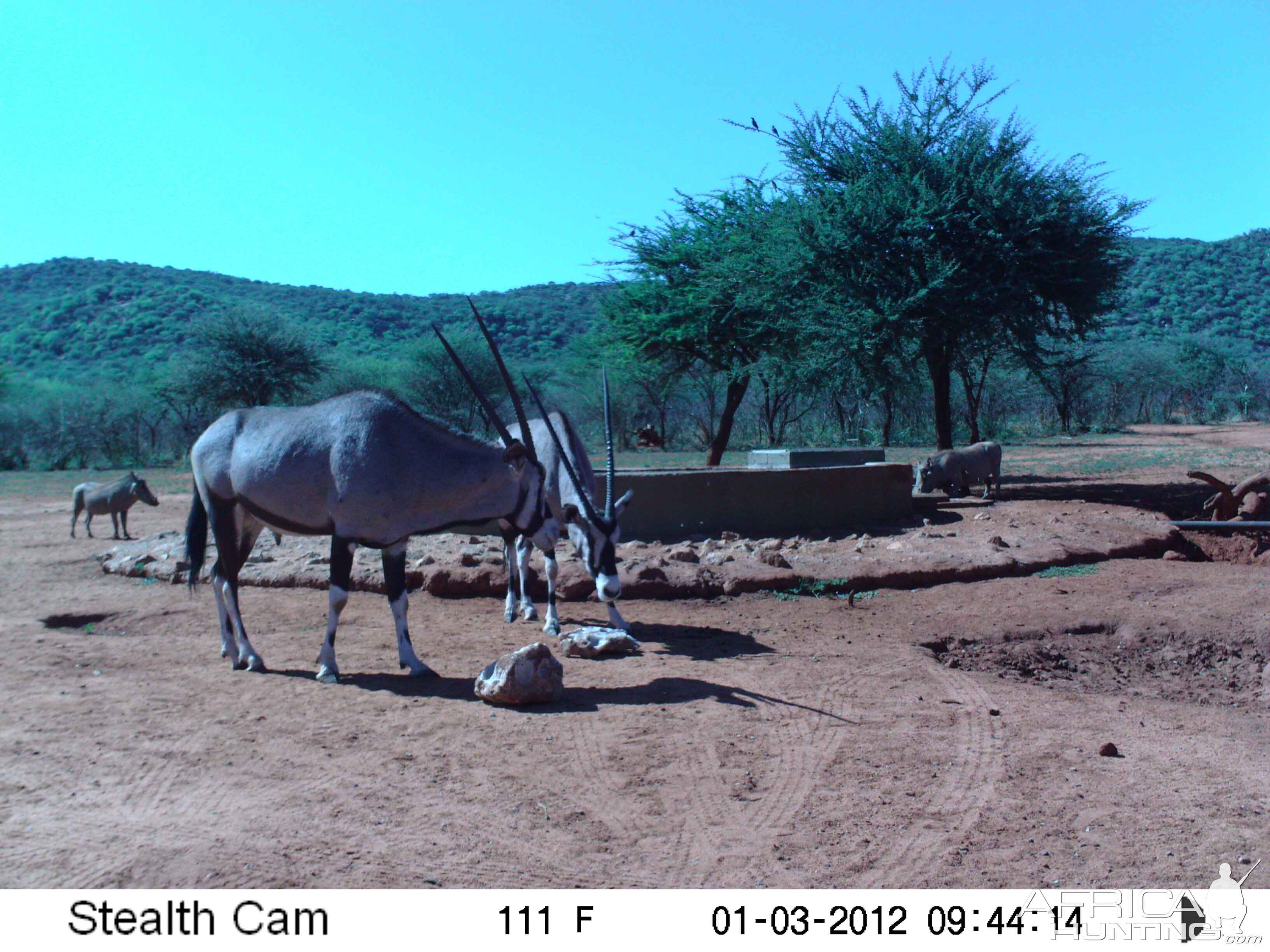 Trail Camera Namibia