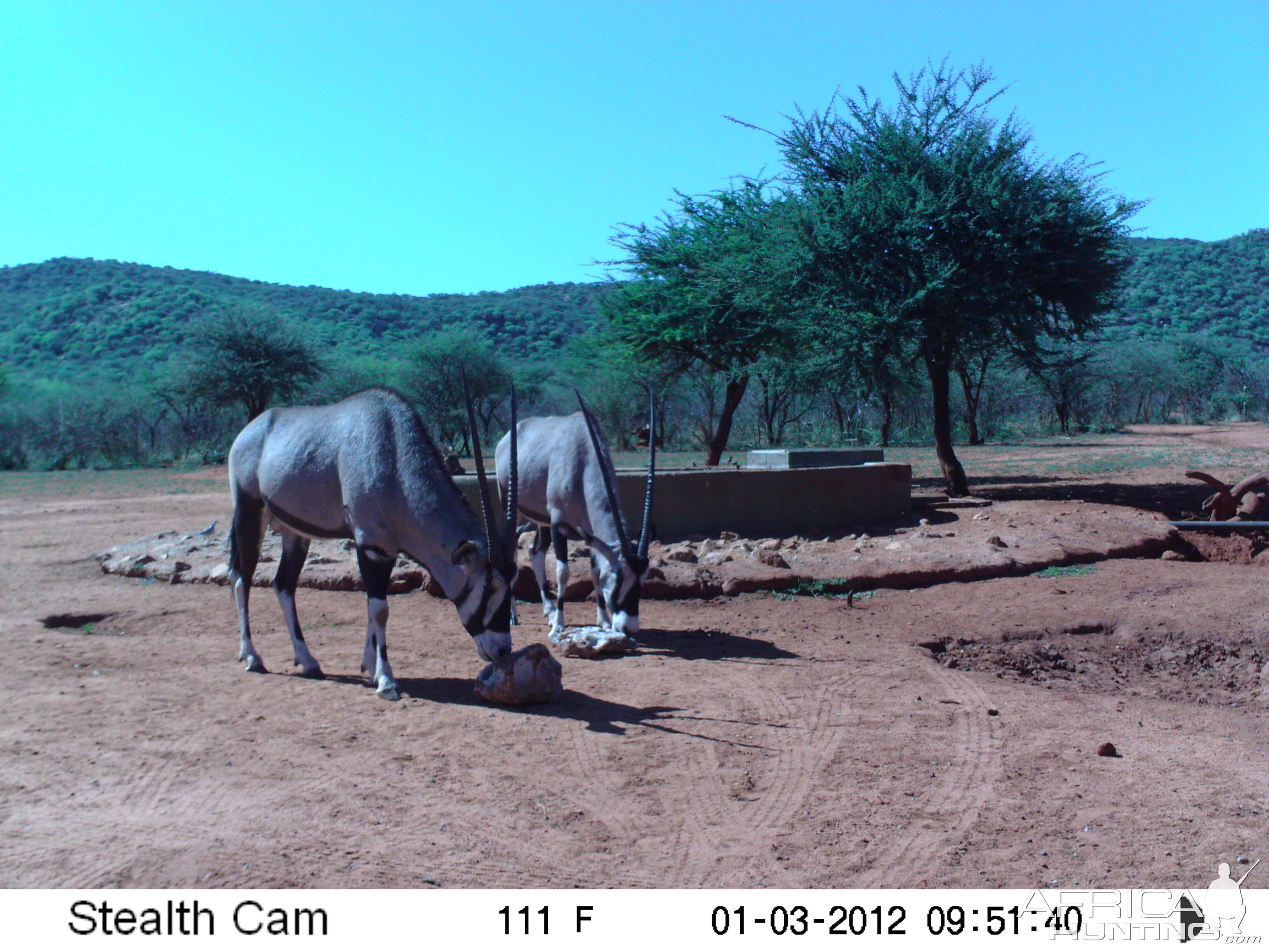 Trail Camera Namibia