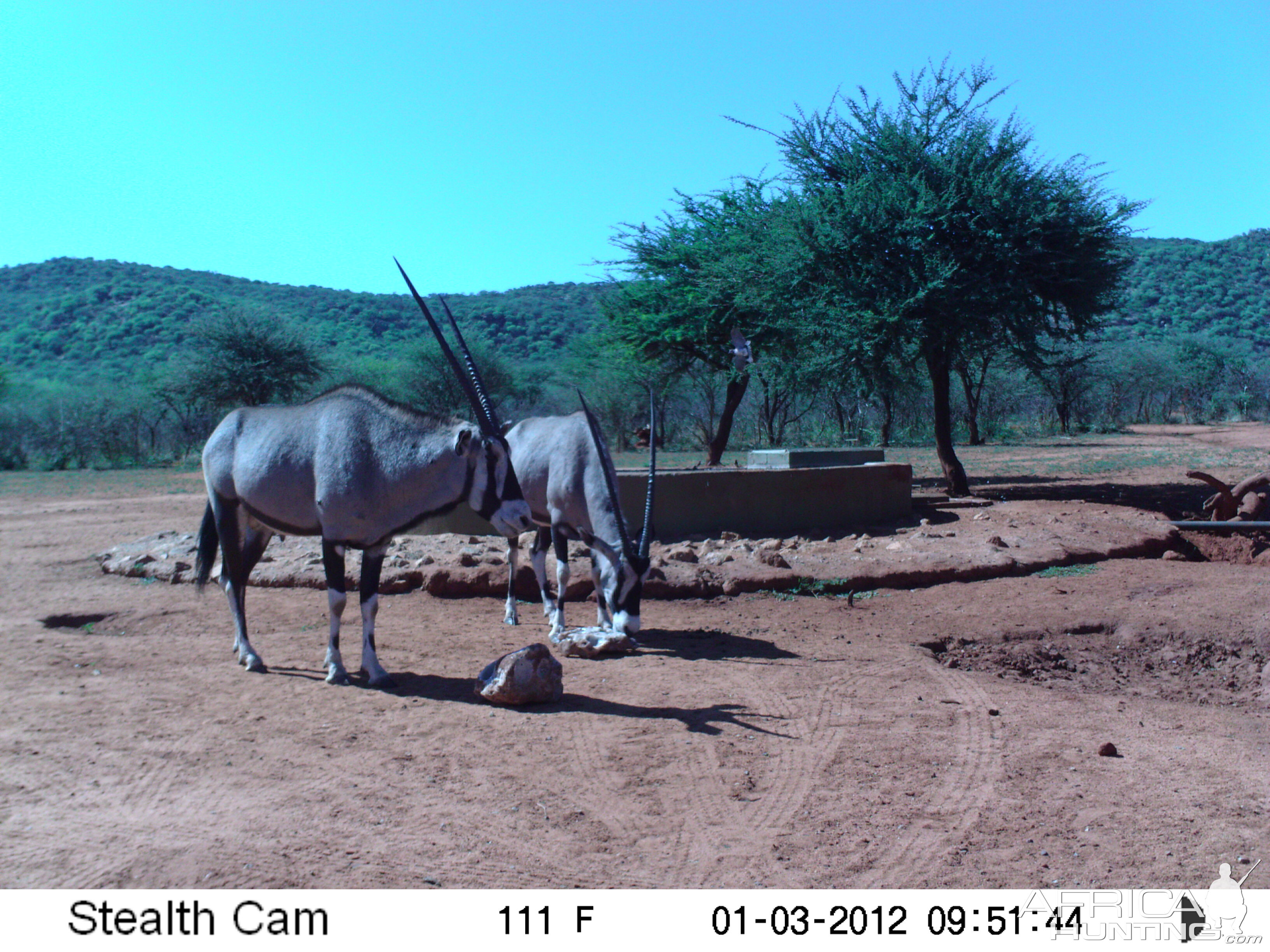 Trail Camera Namibia