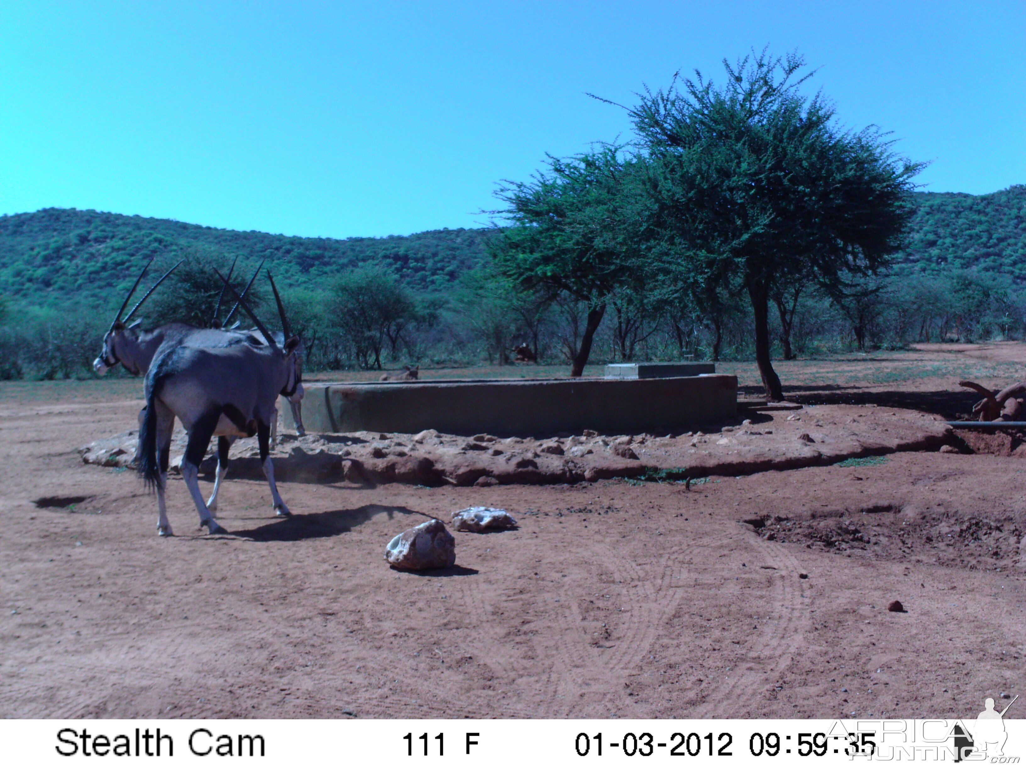 Trail Camera Namibia