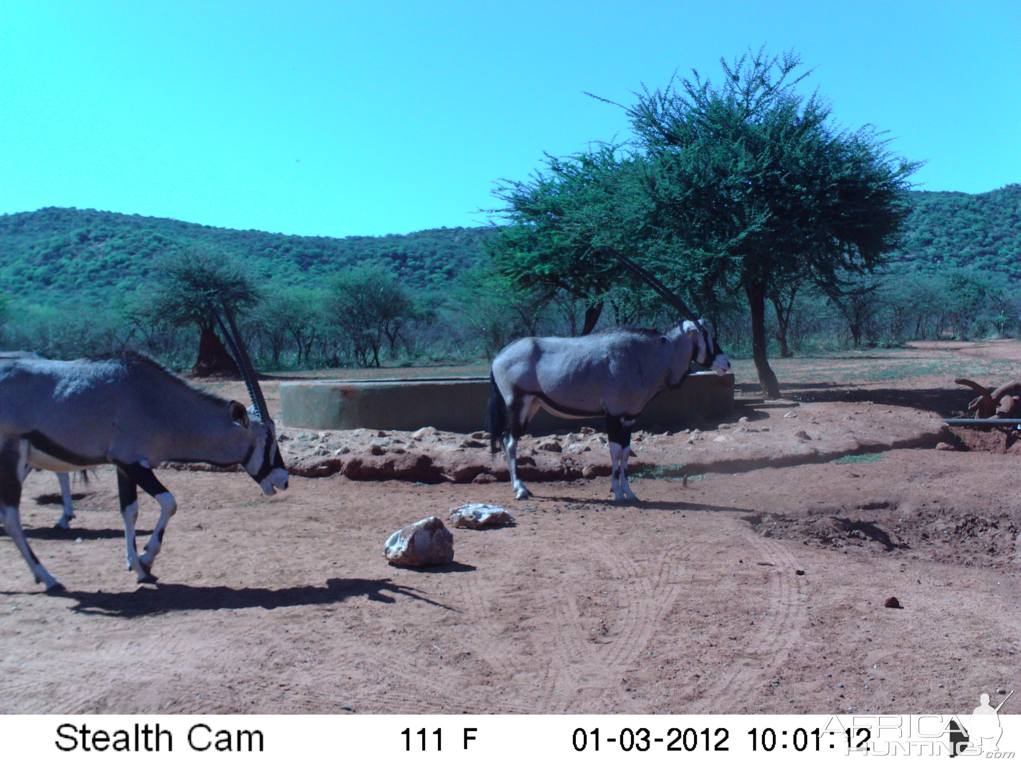 Trail Camera Namibia