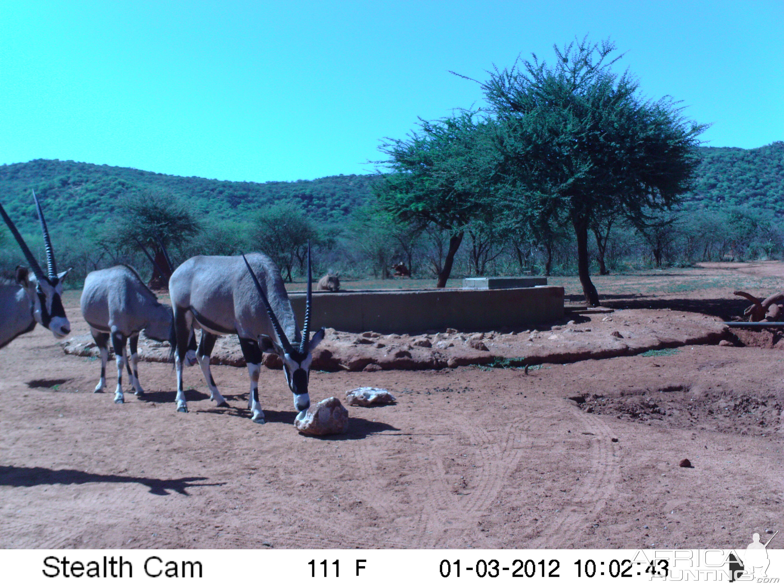 Trail Camera Namibia