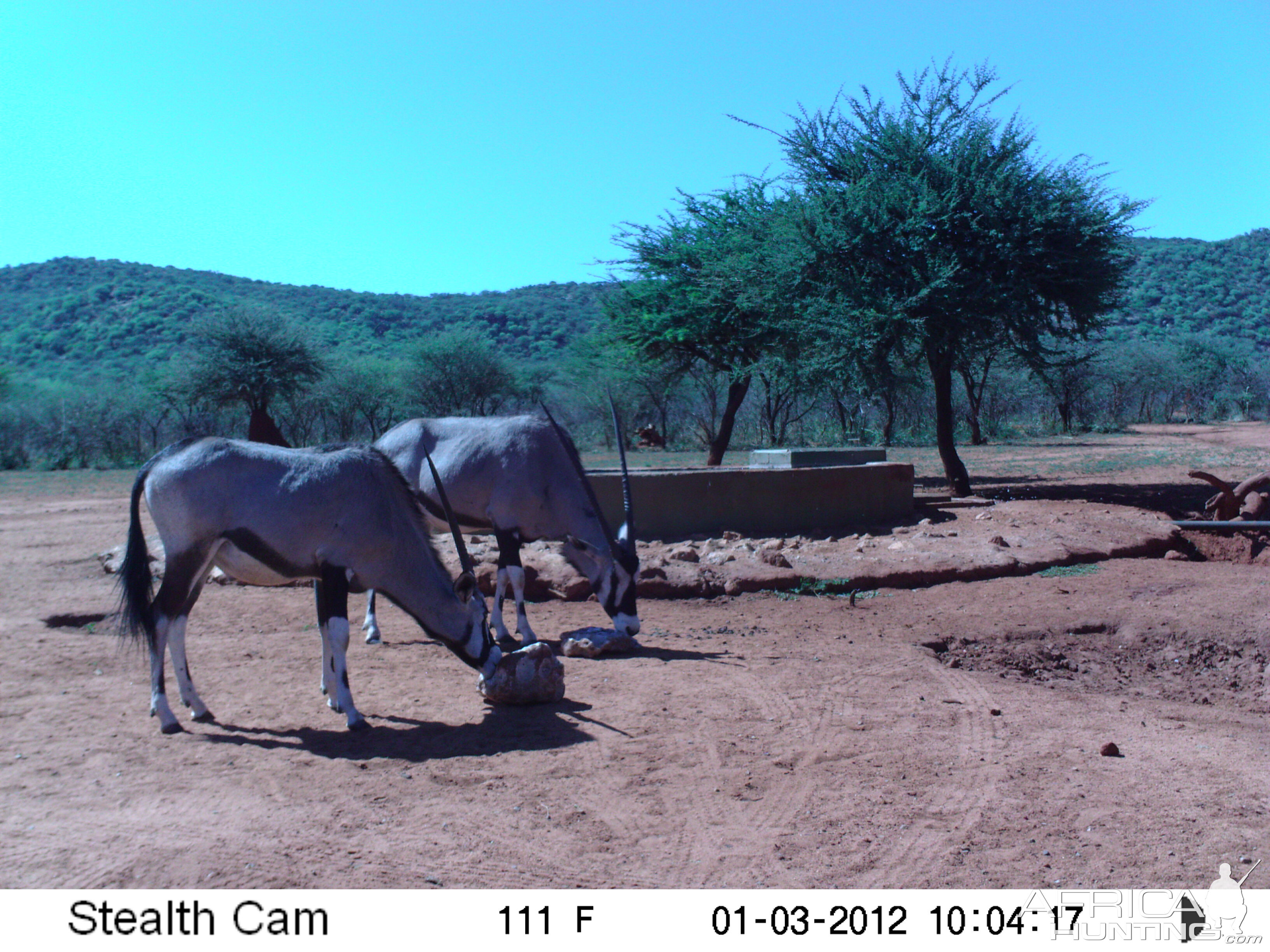 Trail Camera Namibia