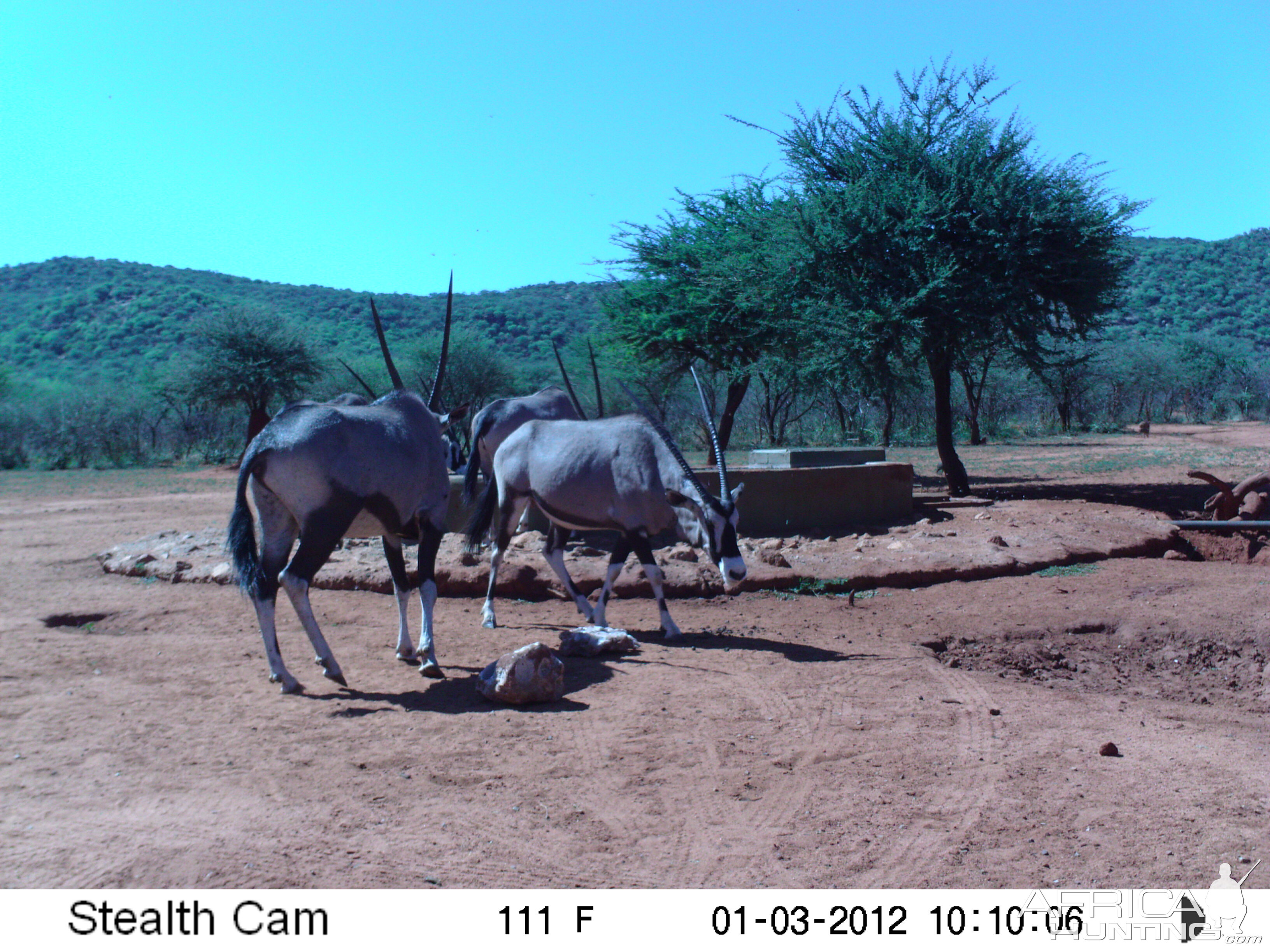 Trail Camera Namibia