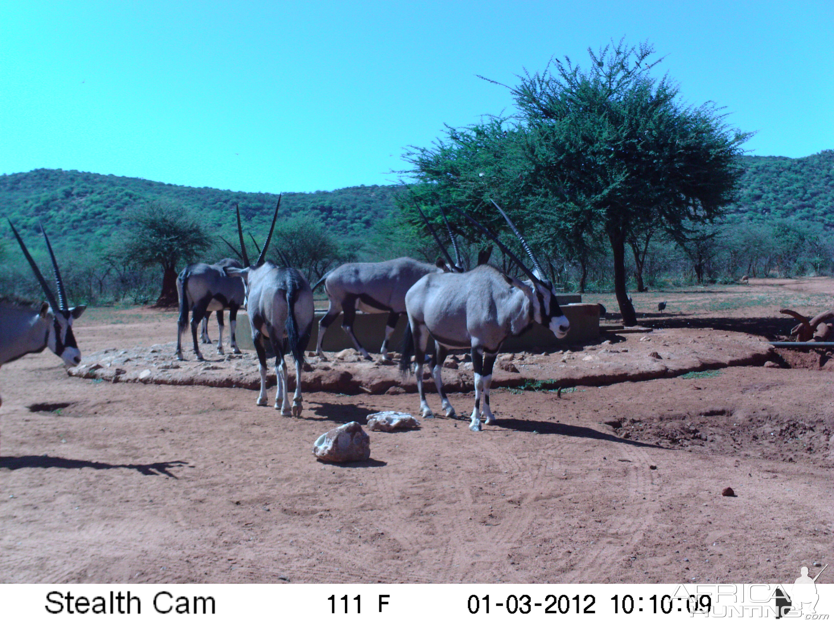 Trail Camera Namibia