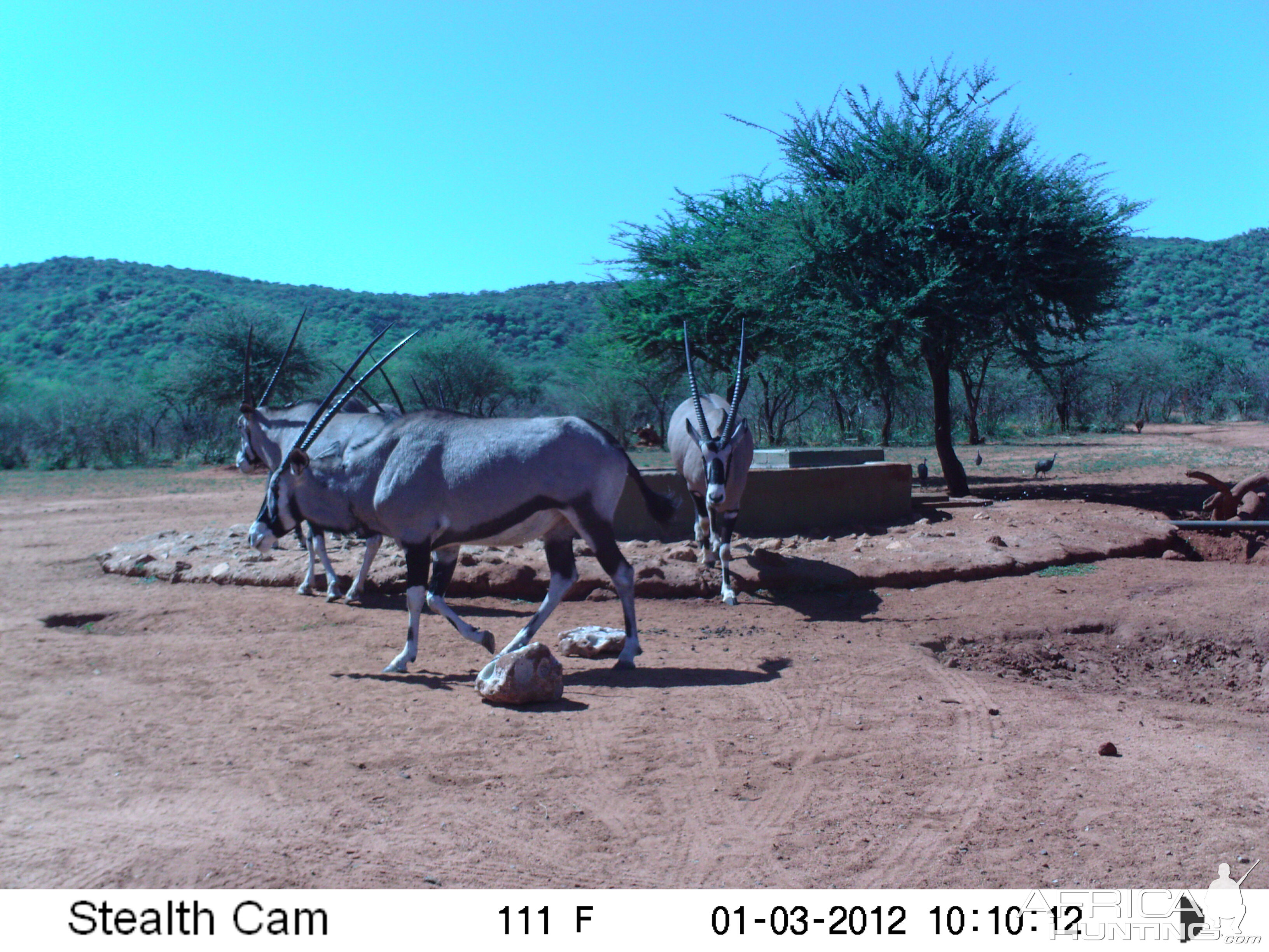 Trail Camera Namibia