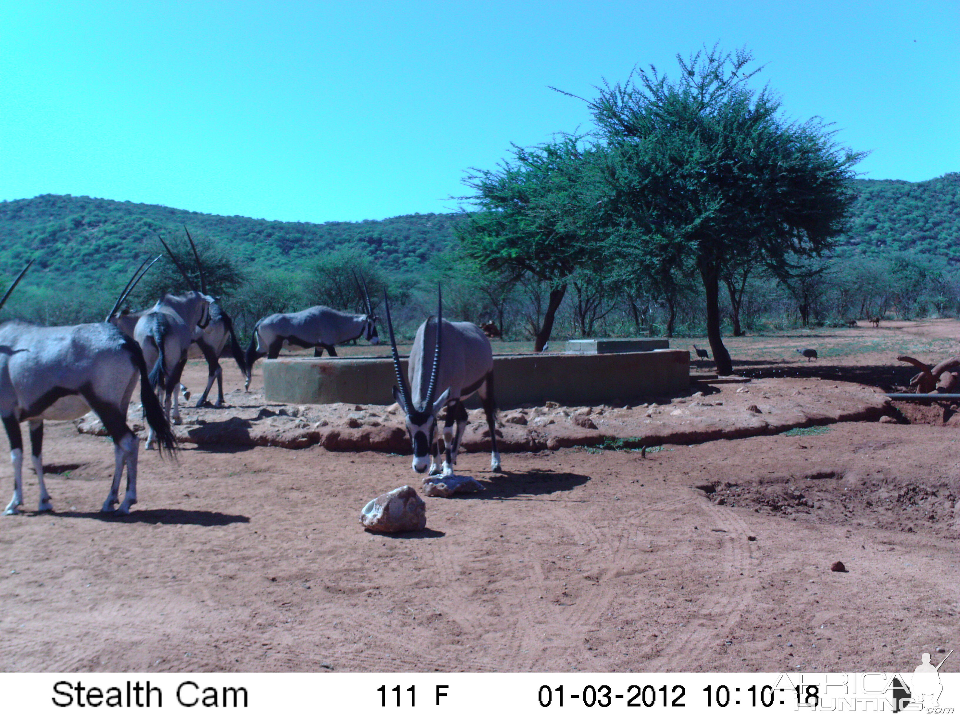 Trail Camera Namibia