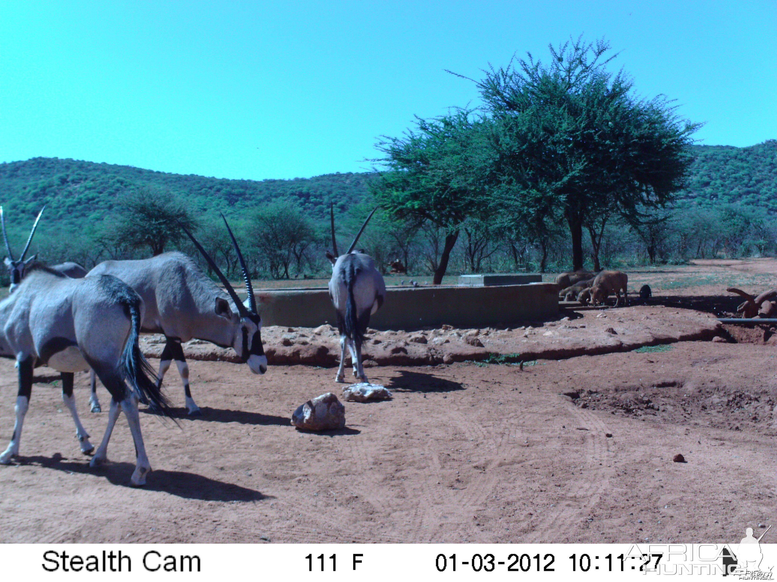 Trail Camera Namibia