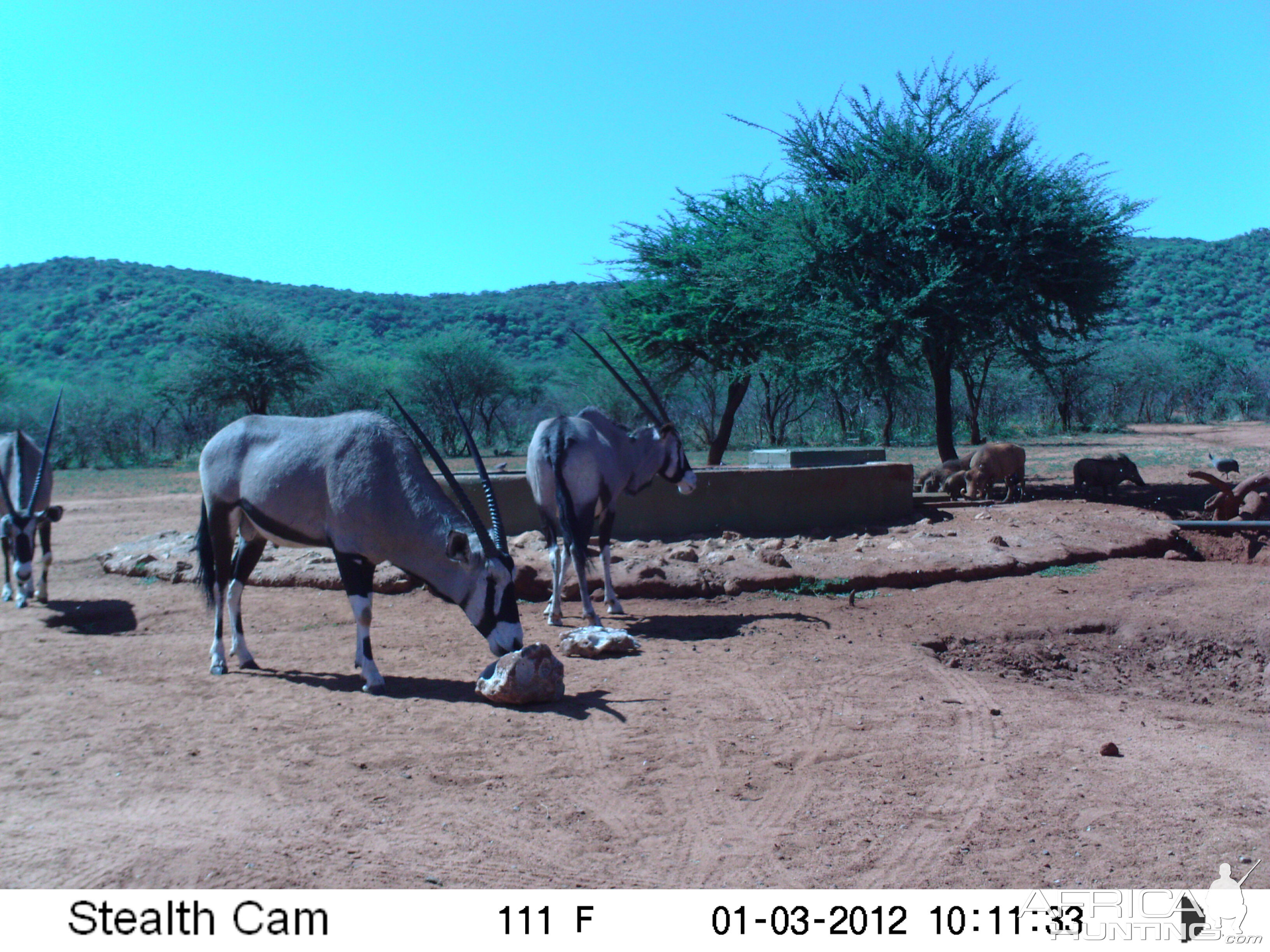 Trail Camera Namibia