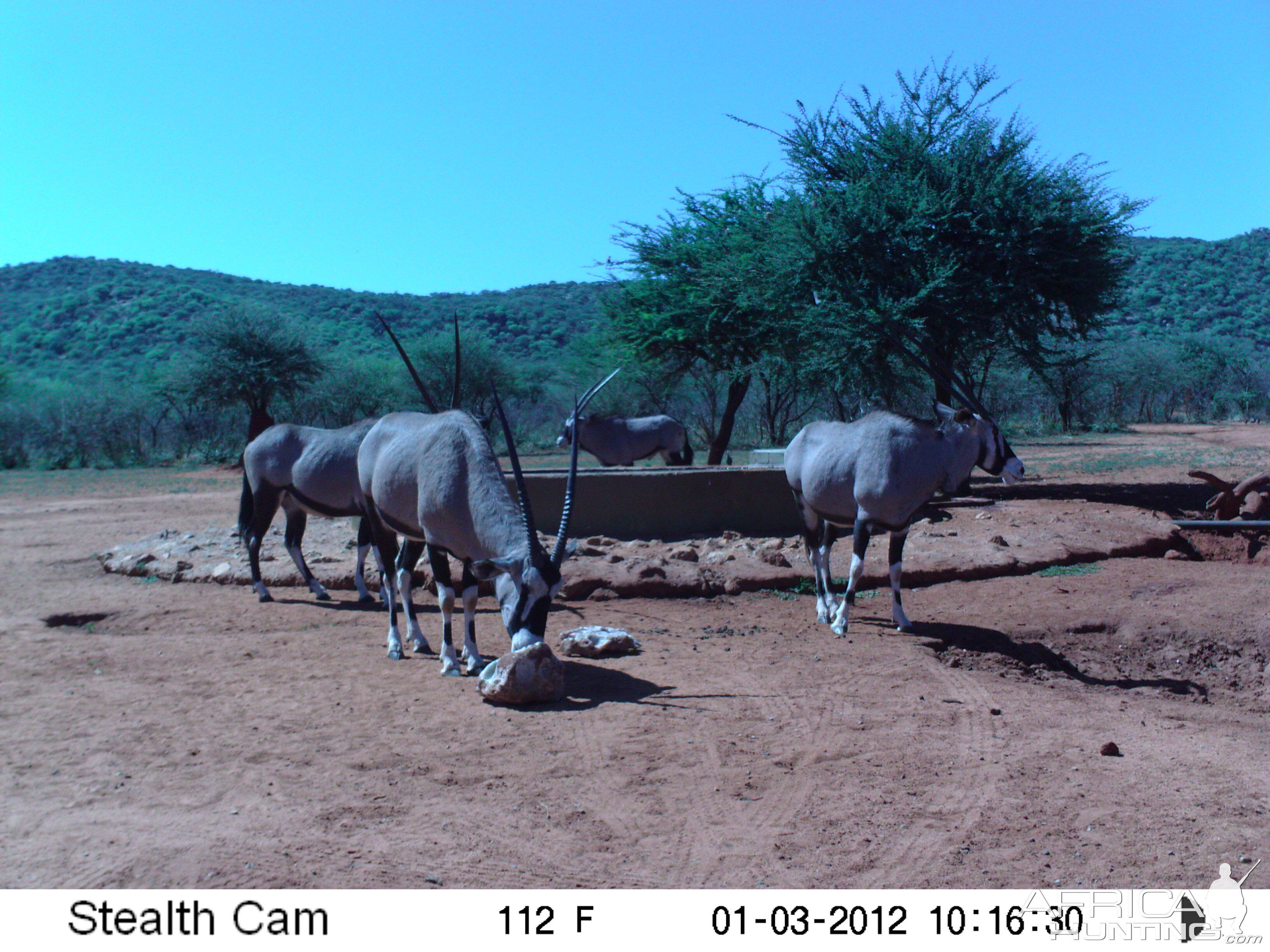 Trail Camera Namibia