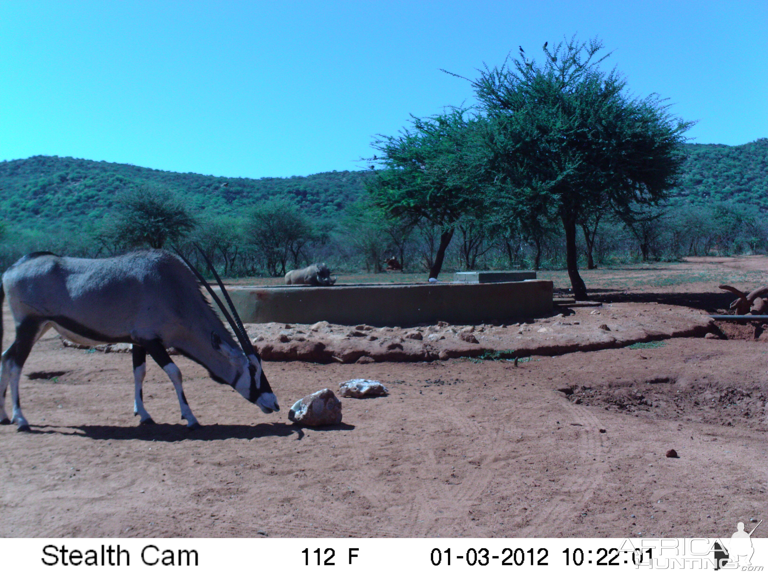 Trail Camera Namibia