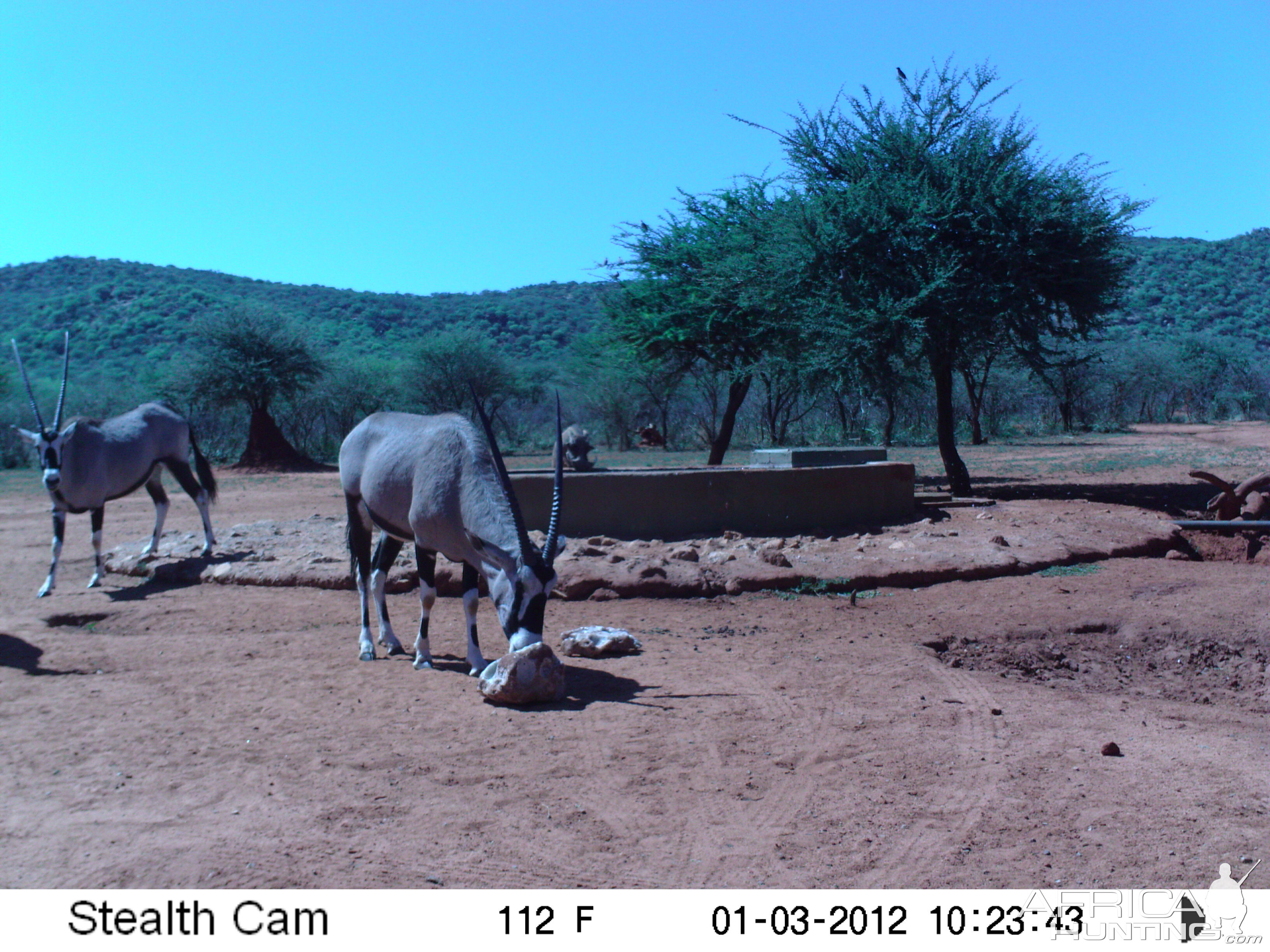 Trail Camera Namibia