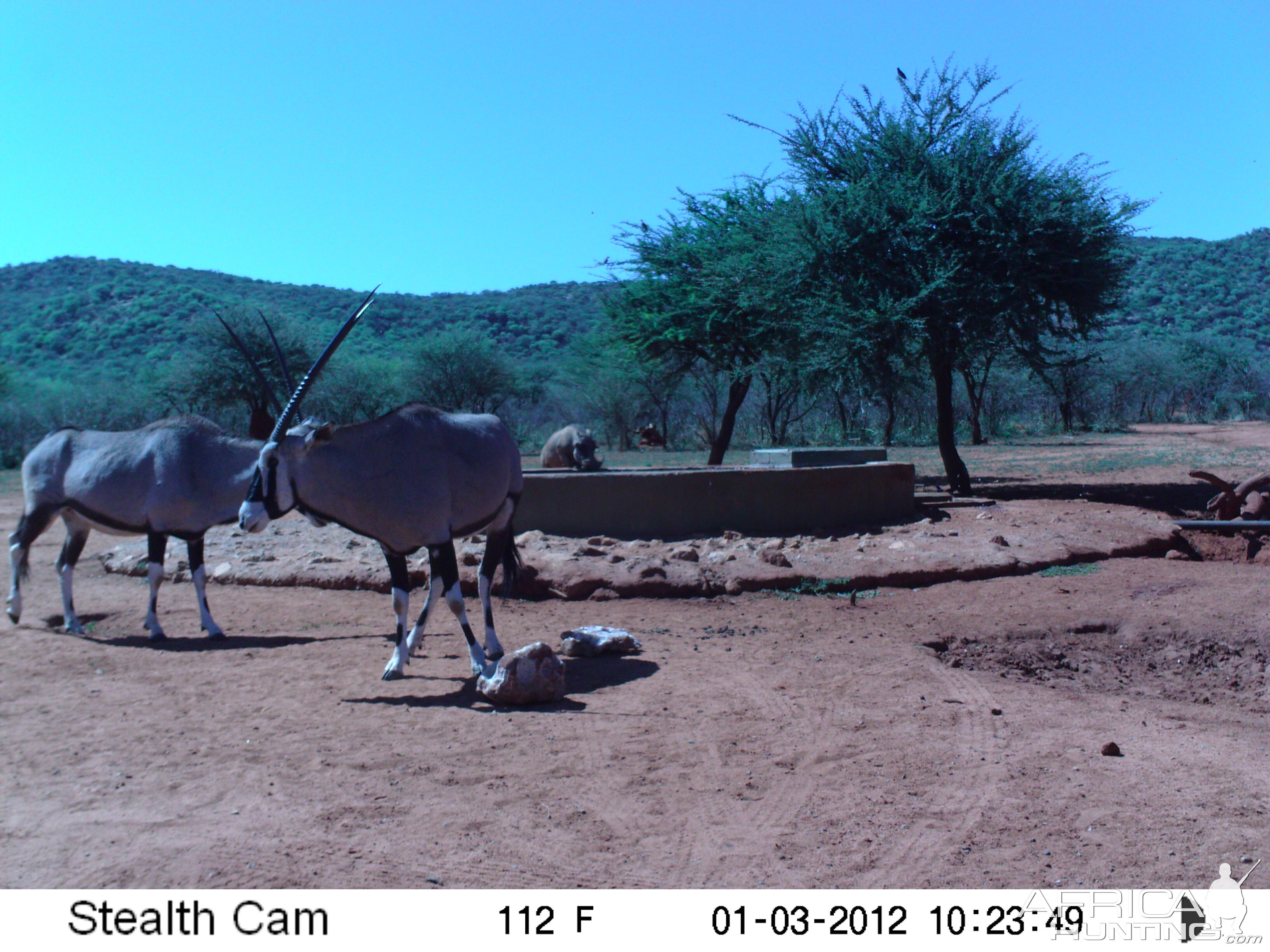 Trail Camera Namibia