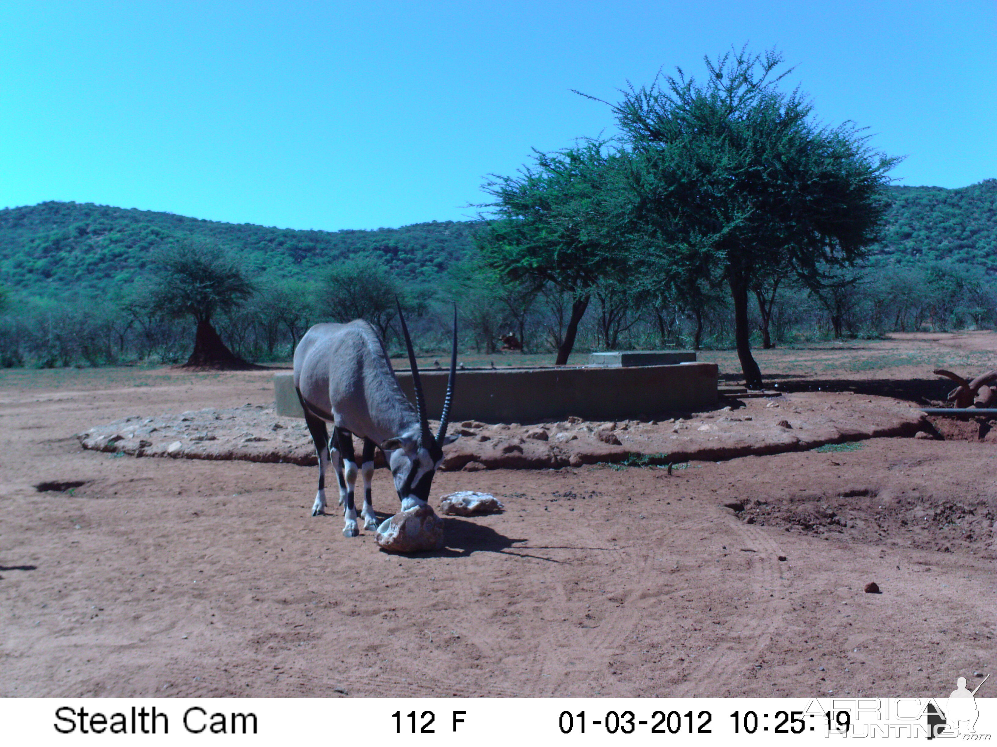 Trail Camera Namibia