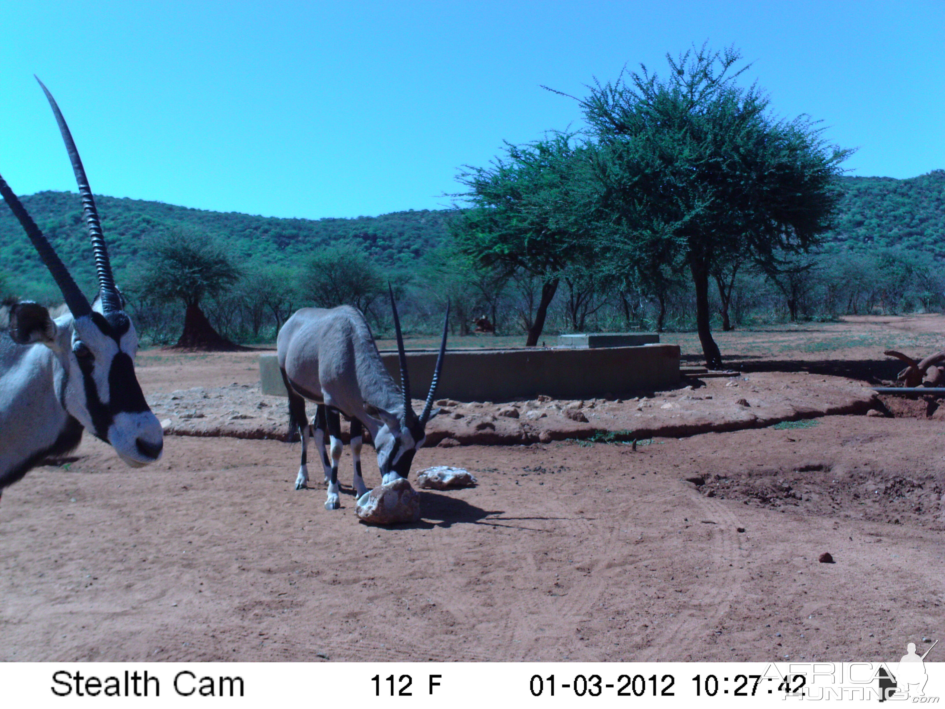 Trail Camera Namibia