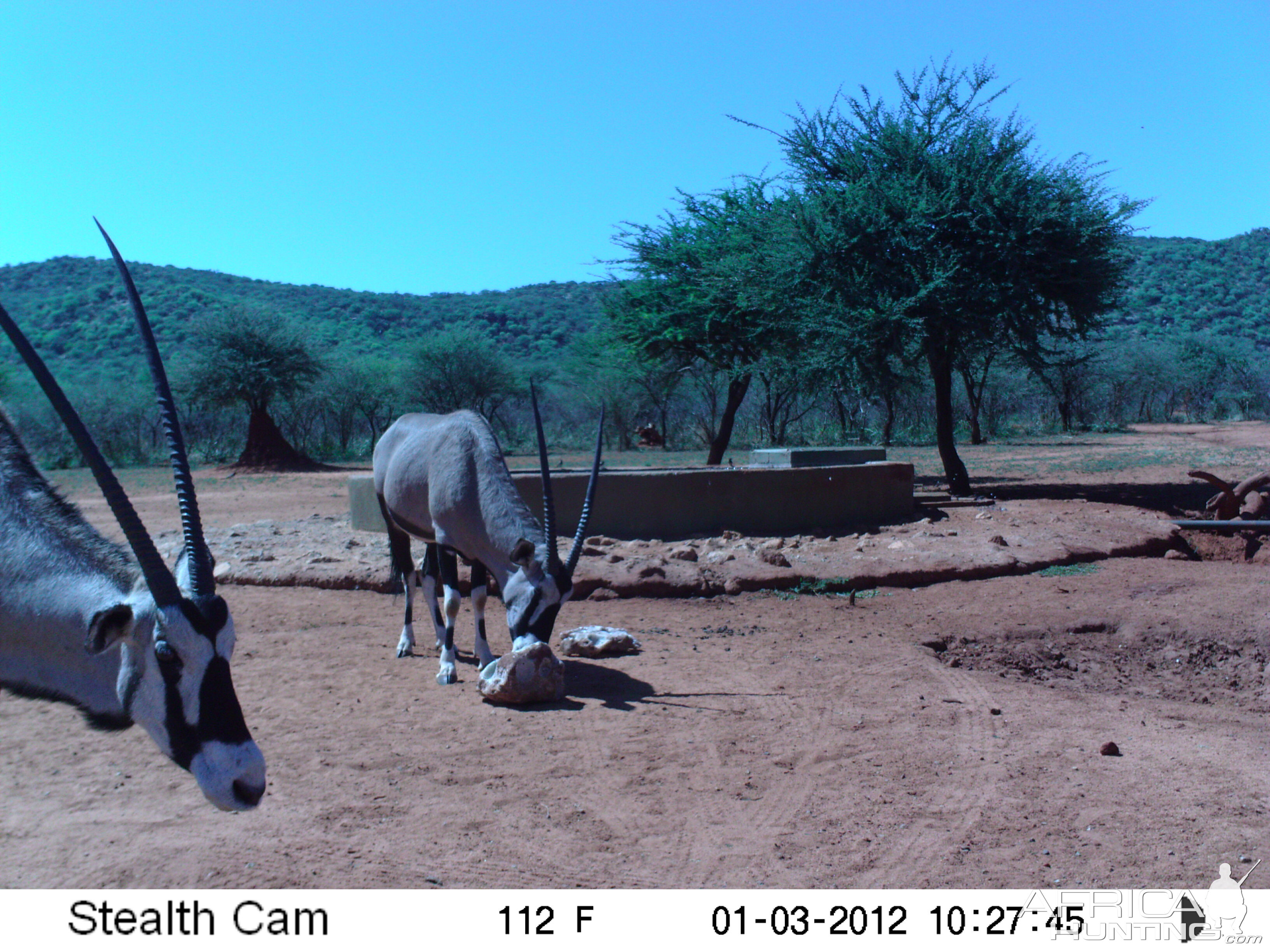 Trail Camera Namibia