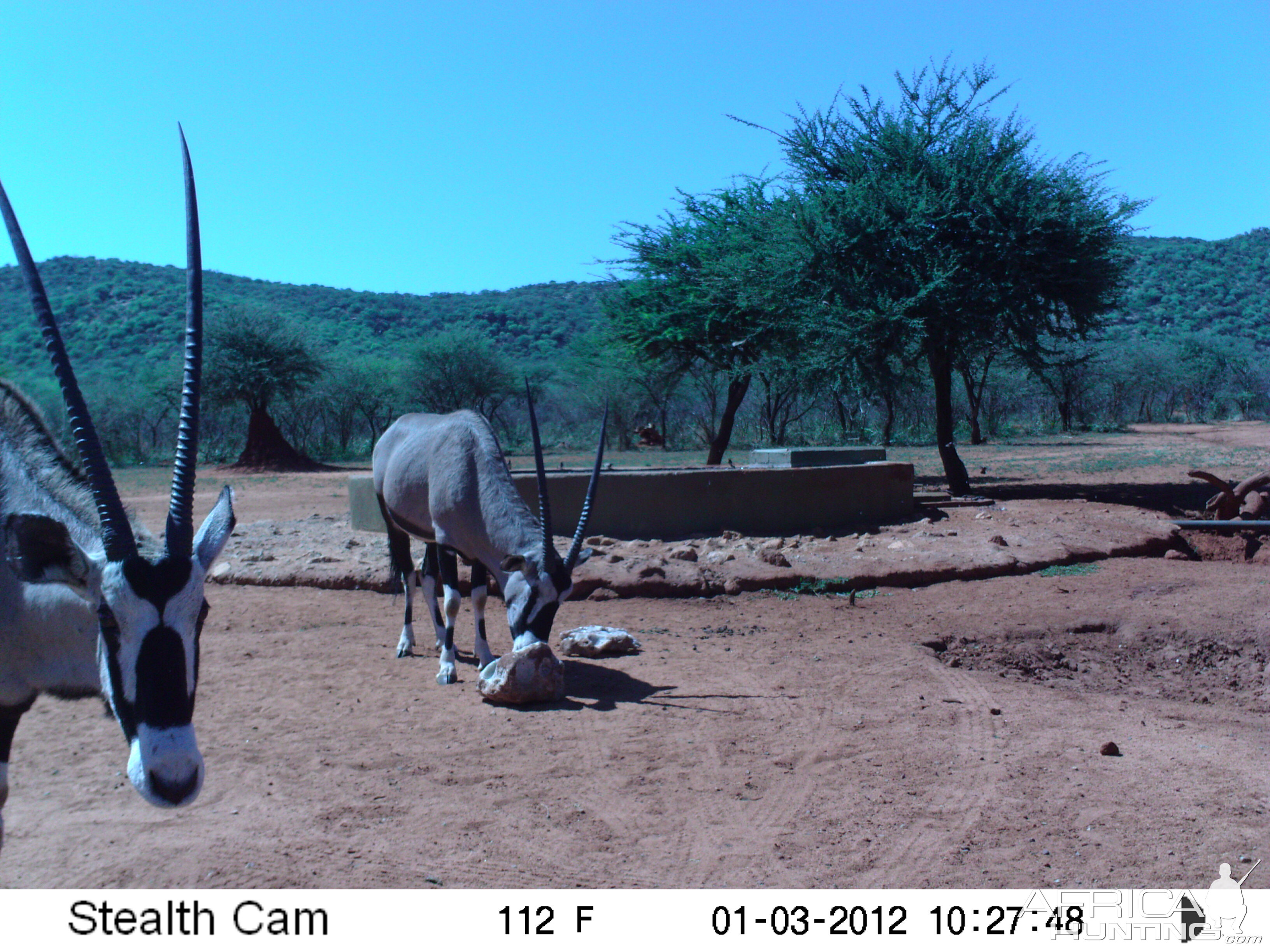 Trail Camera Namibia