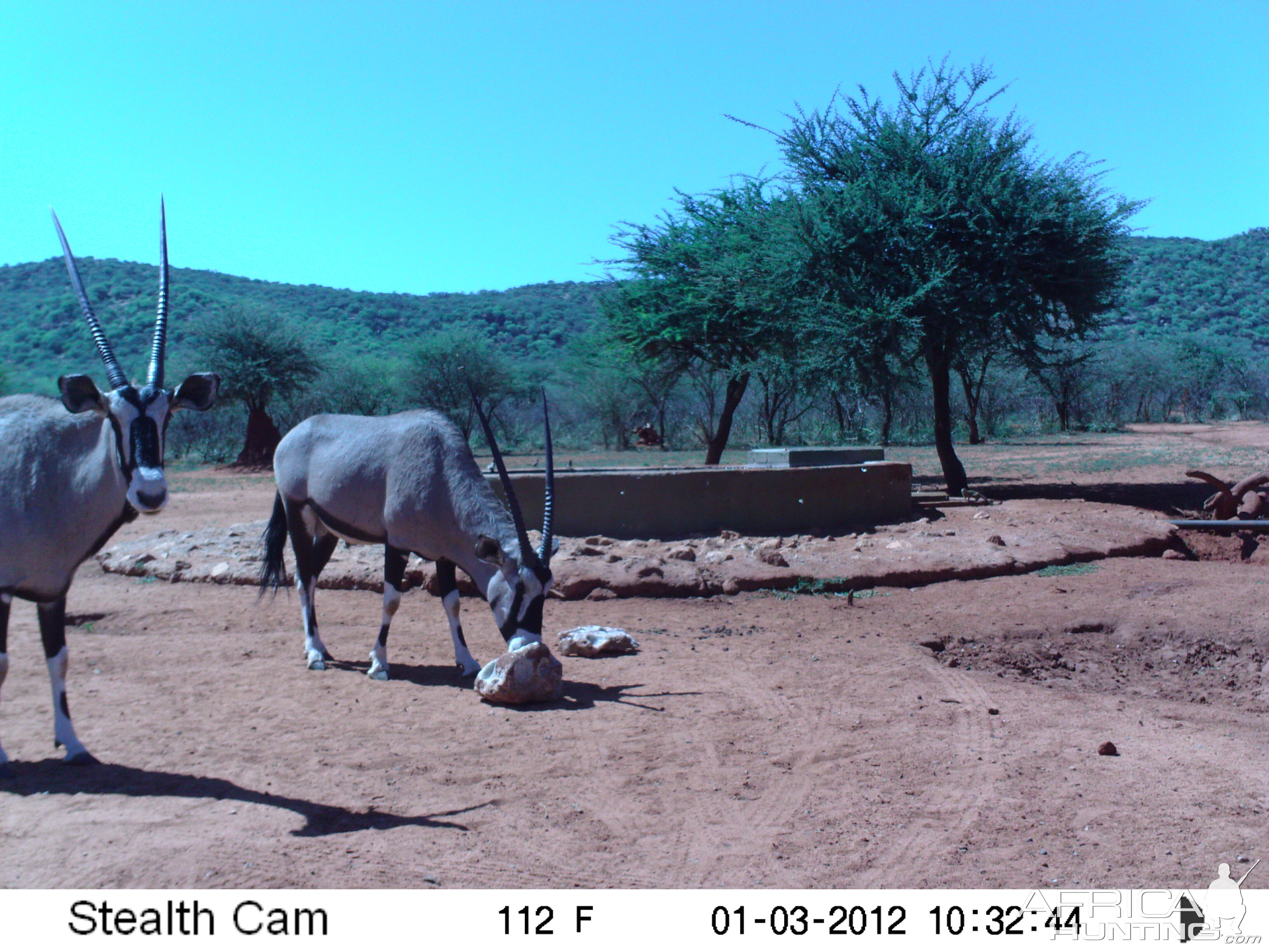 Trail Camera Namibia