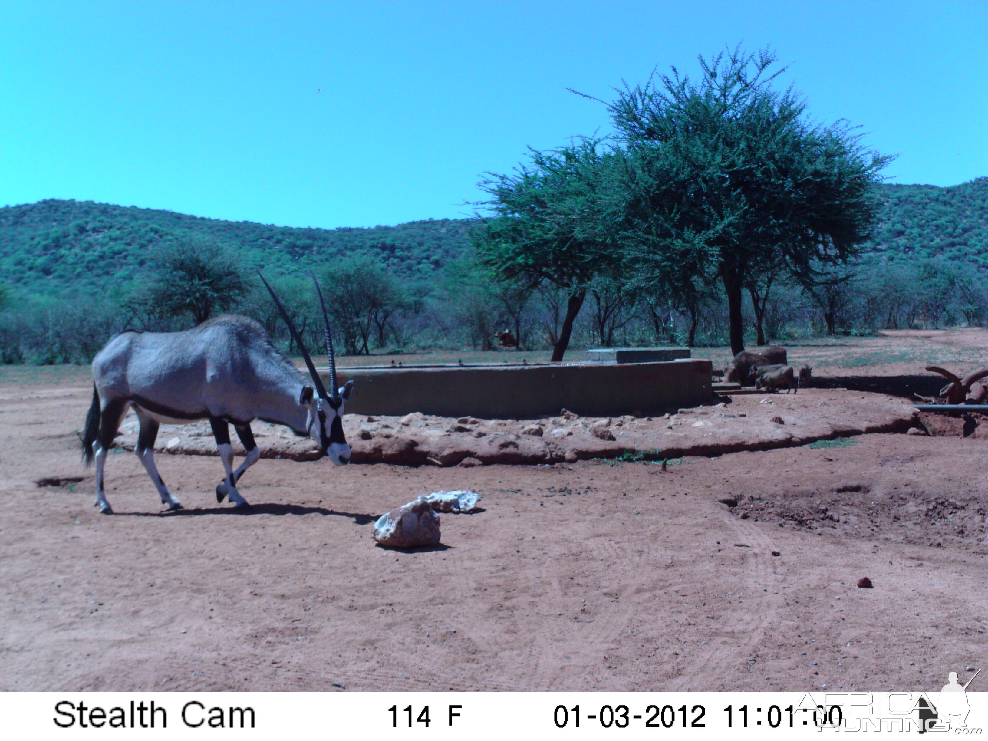 Trail Camera Namibia