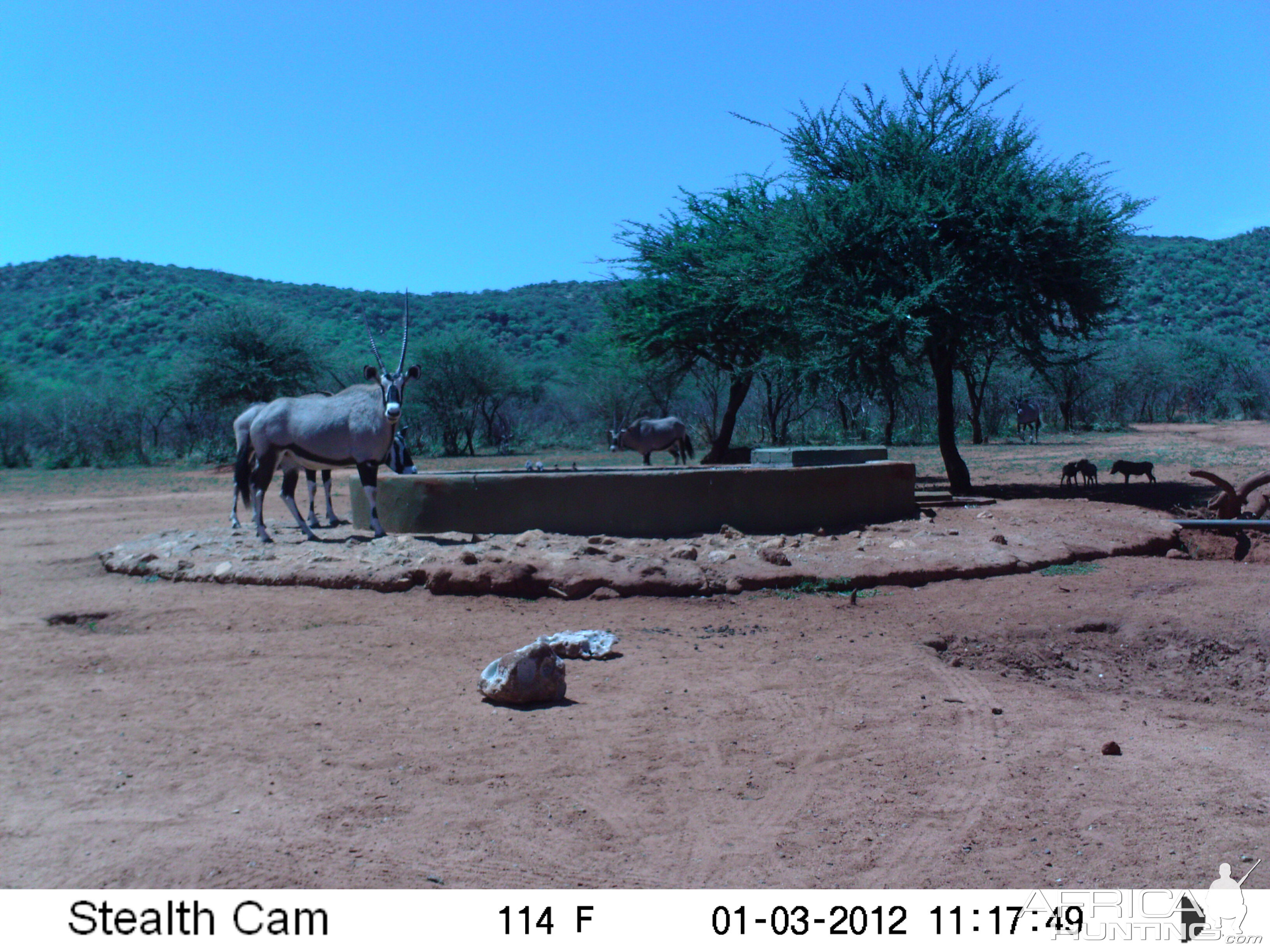 Trail Camera Namibia