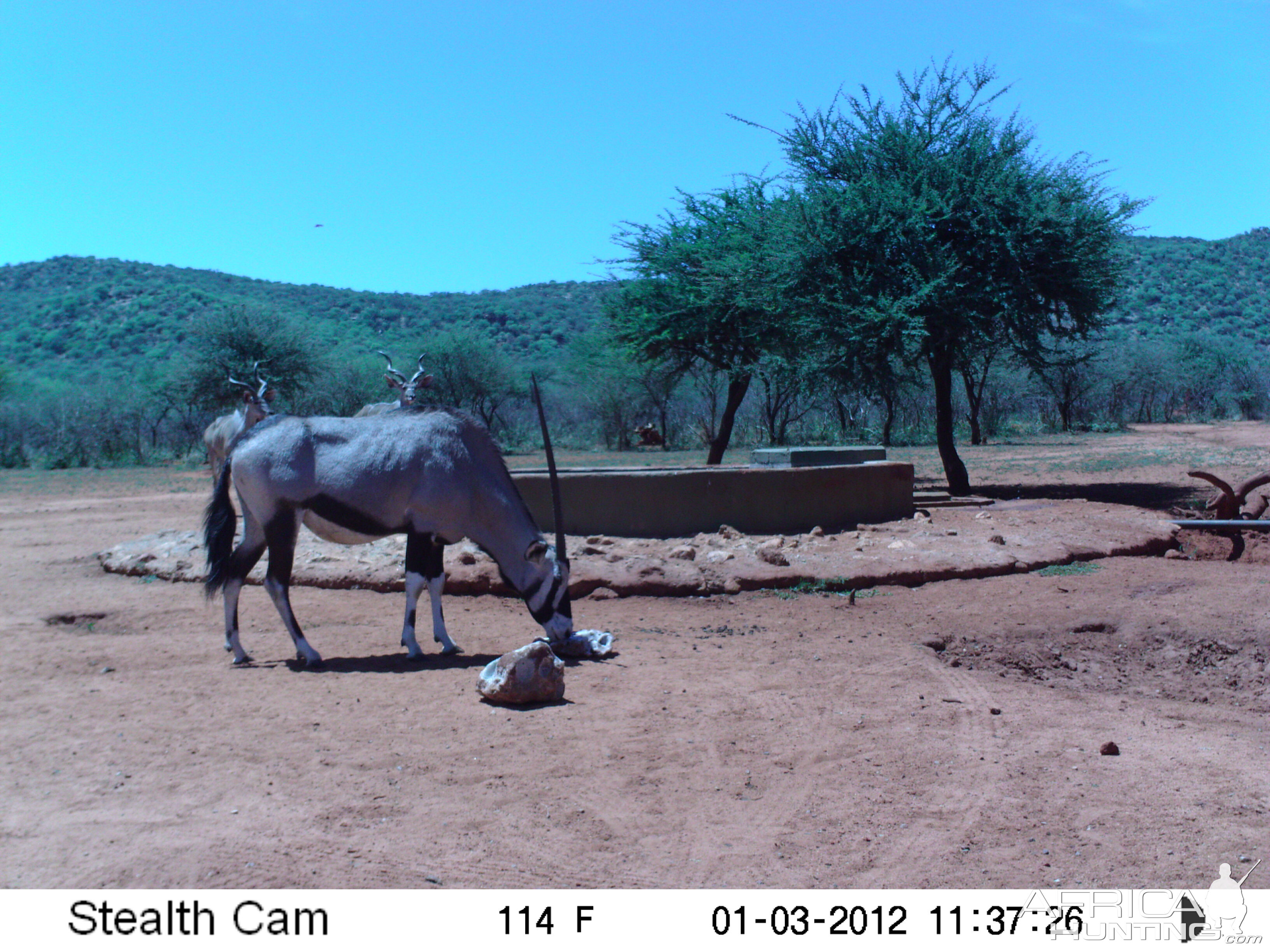 Trail Camera Namibia