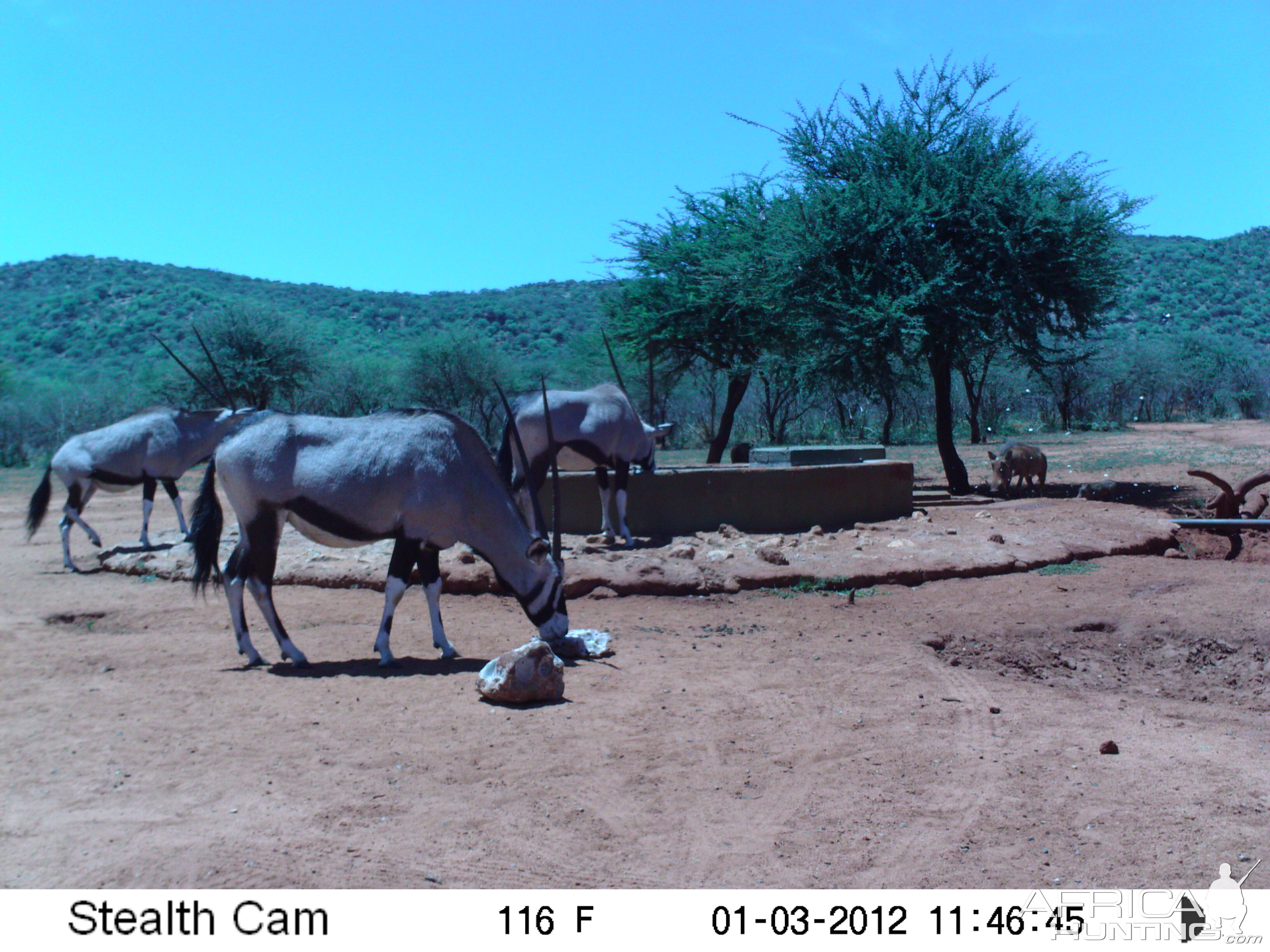 Trail Camera Namibia