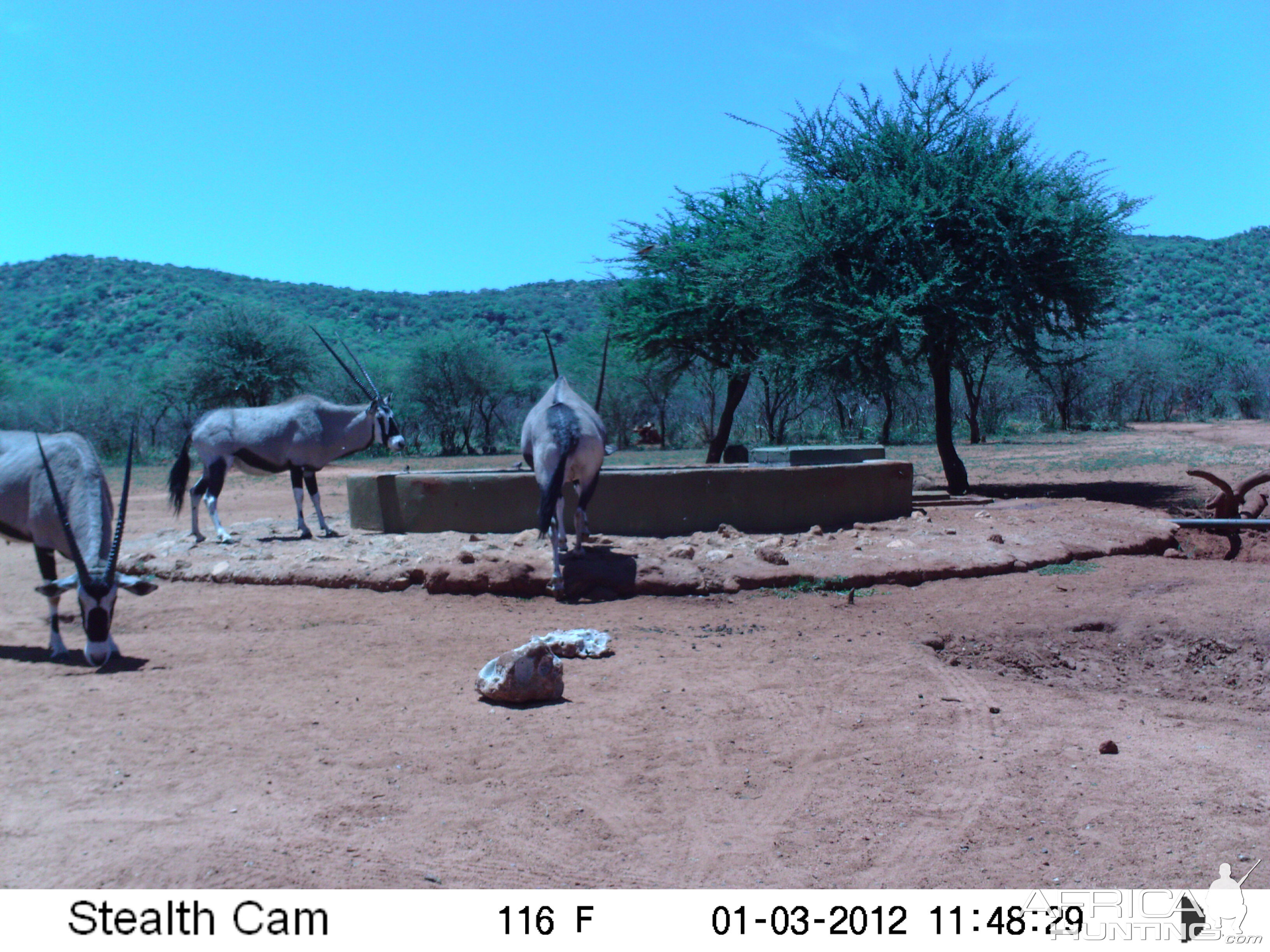 Trail Camera Namibia