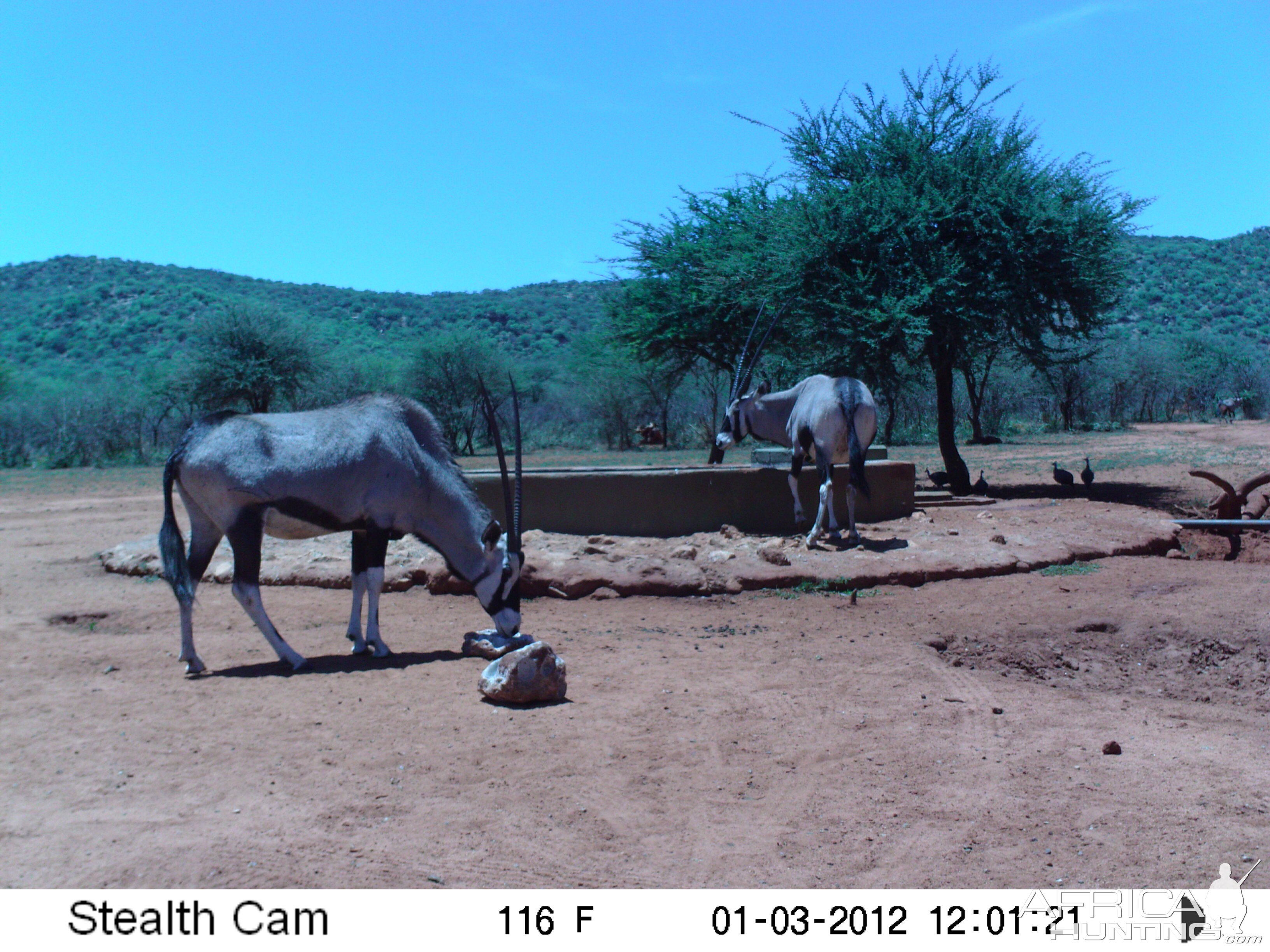 Trail Camera Namibia