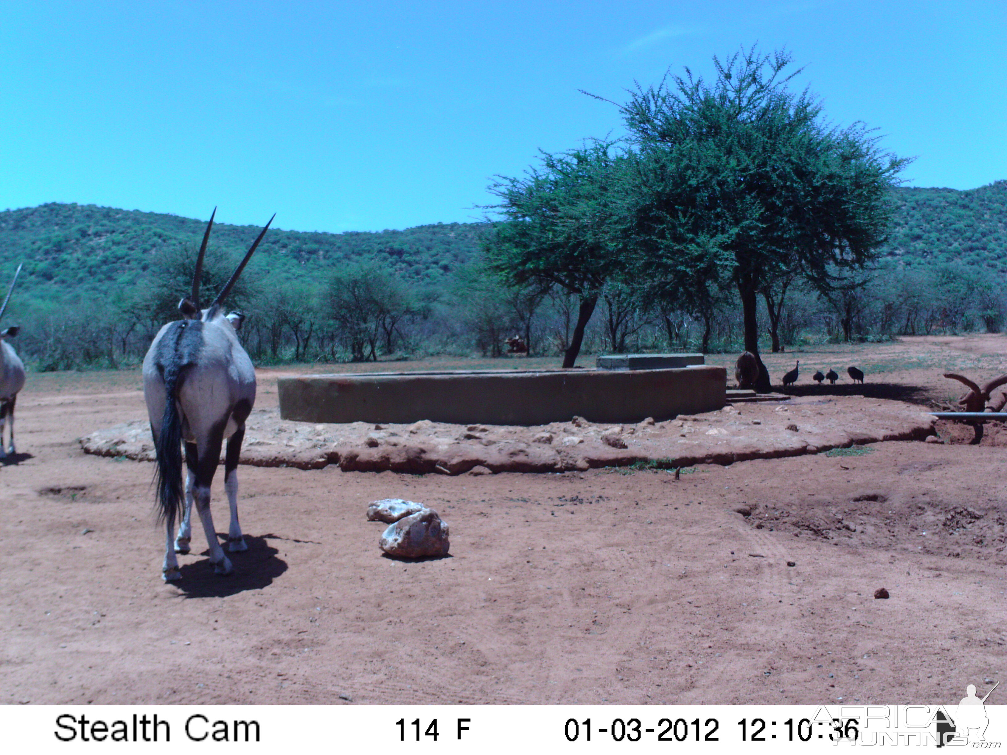 Trail Camera Namibia