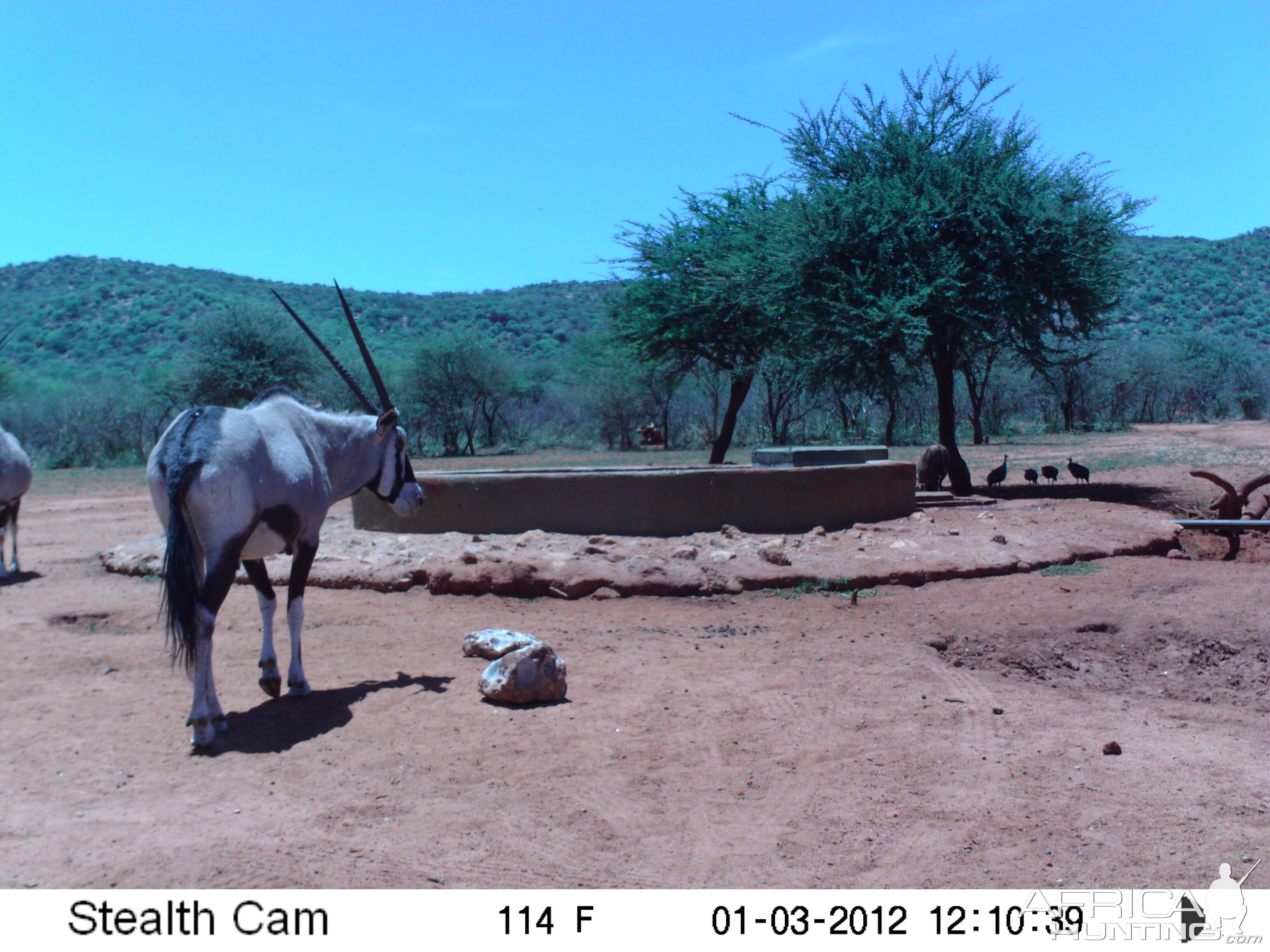 Trail Camera Namibia