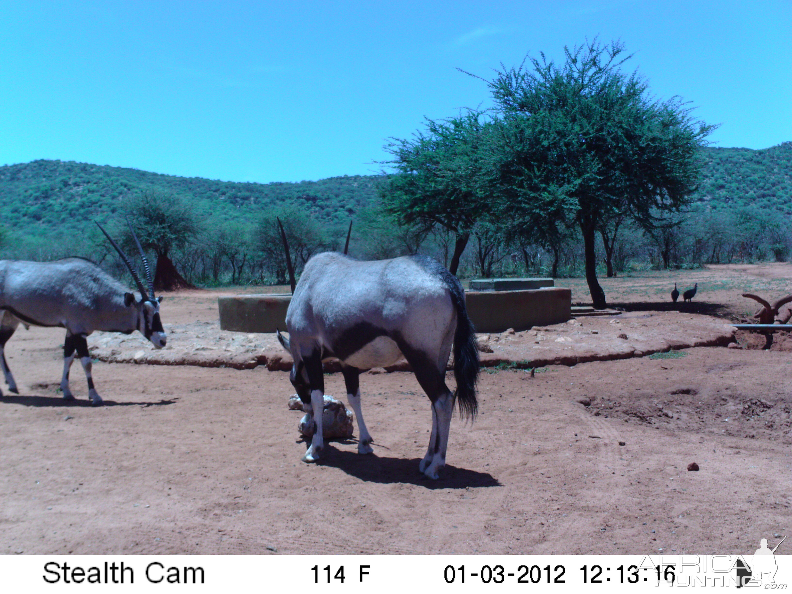 Trail Camera Namibia