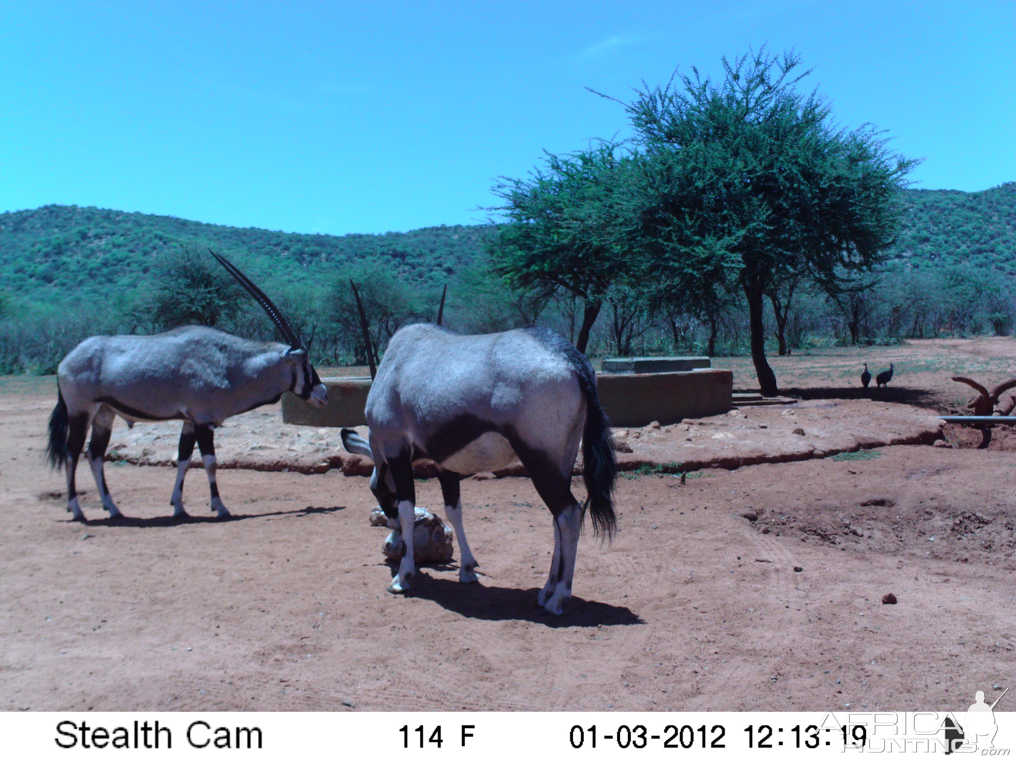 Trail Camera Namibia